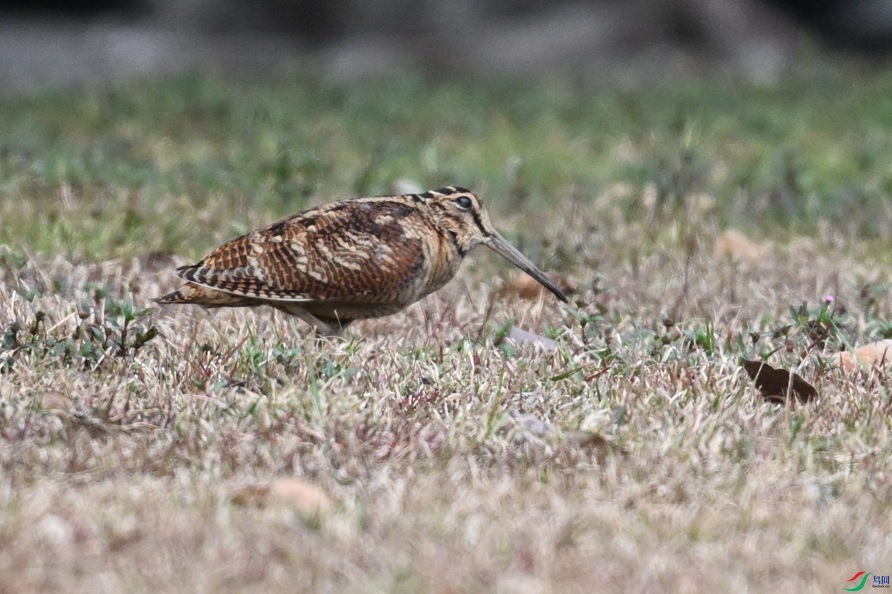 DSC_8302.JPG