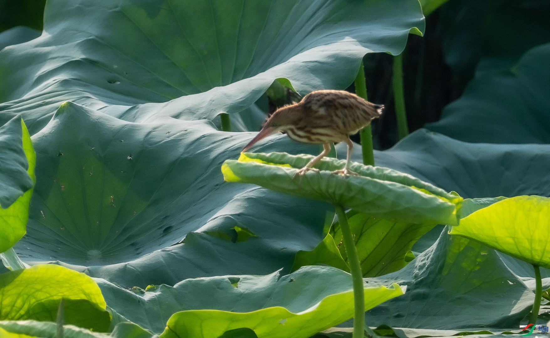 DSC_3952.jpg