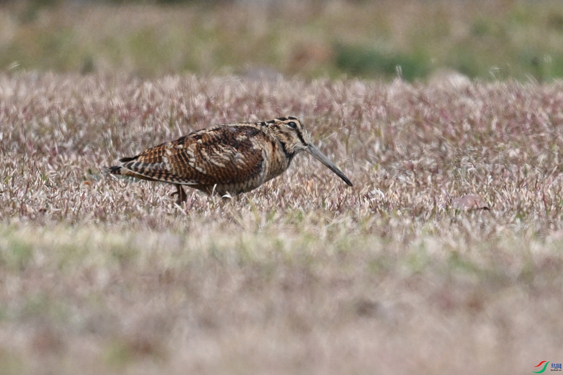 DSC_8309.JPG