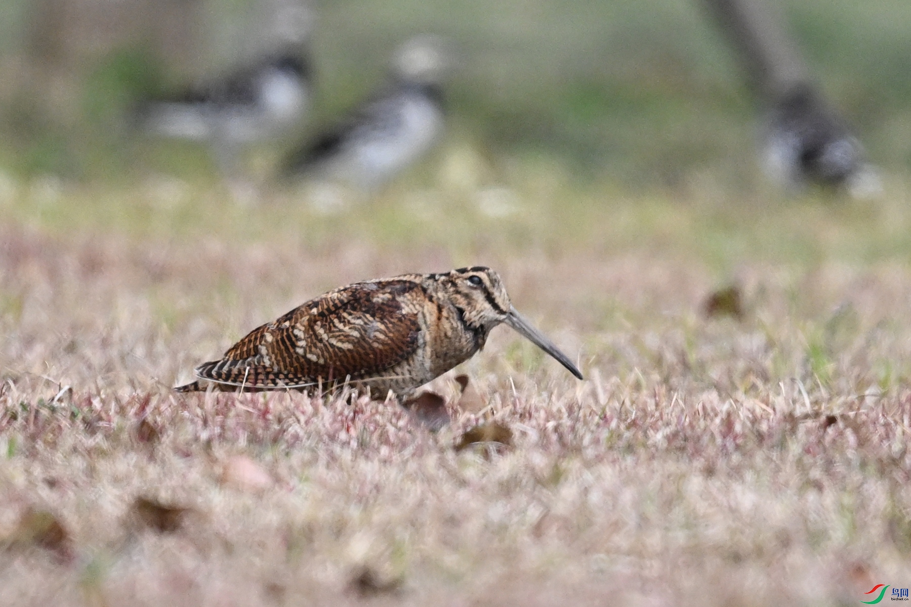 DSC_8317.JPG