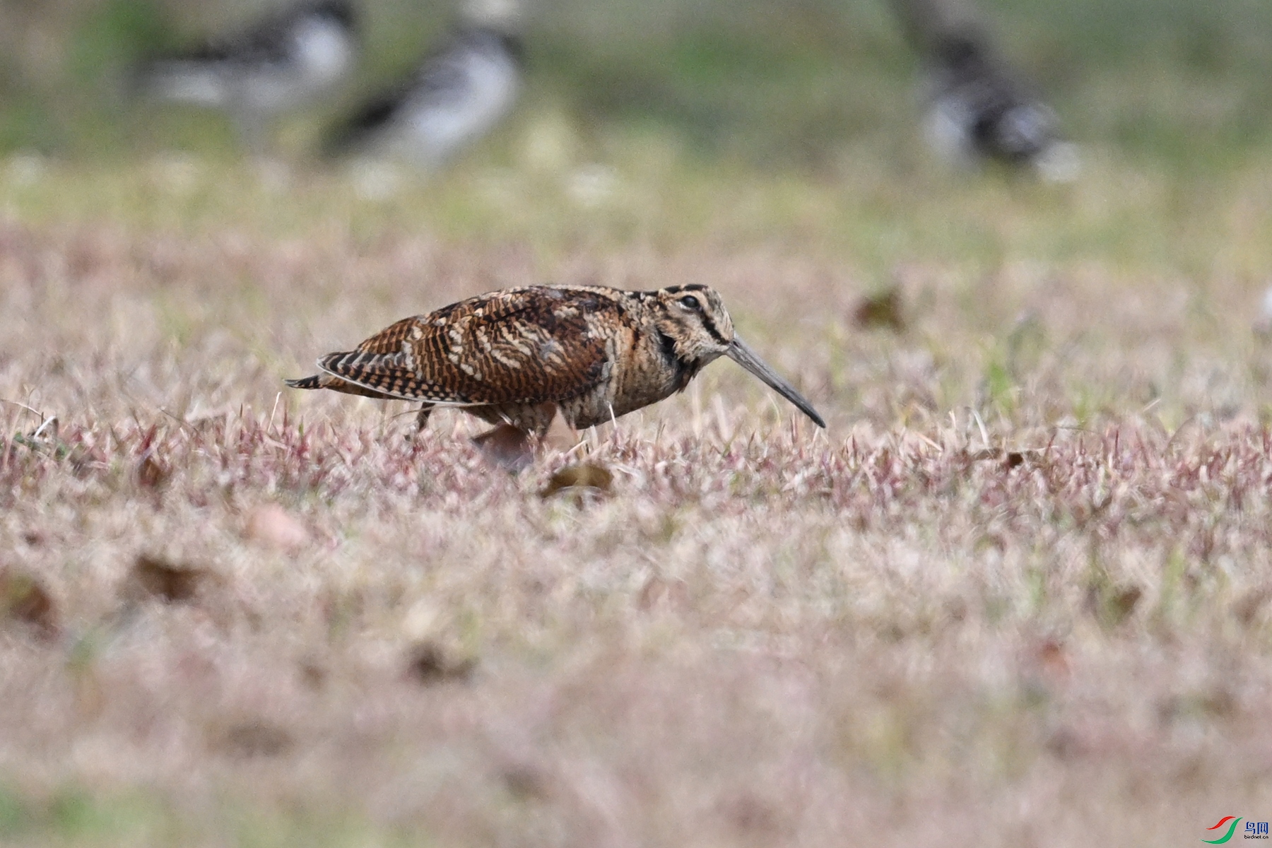 DSC_8319.JPG