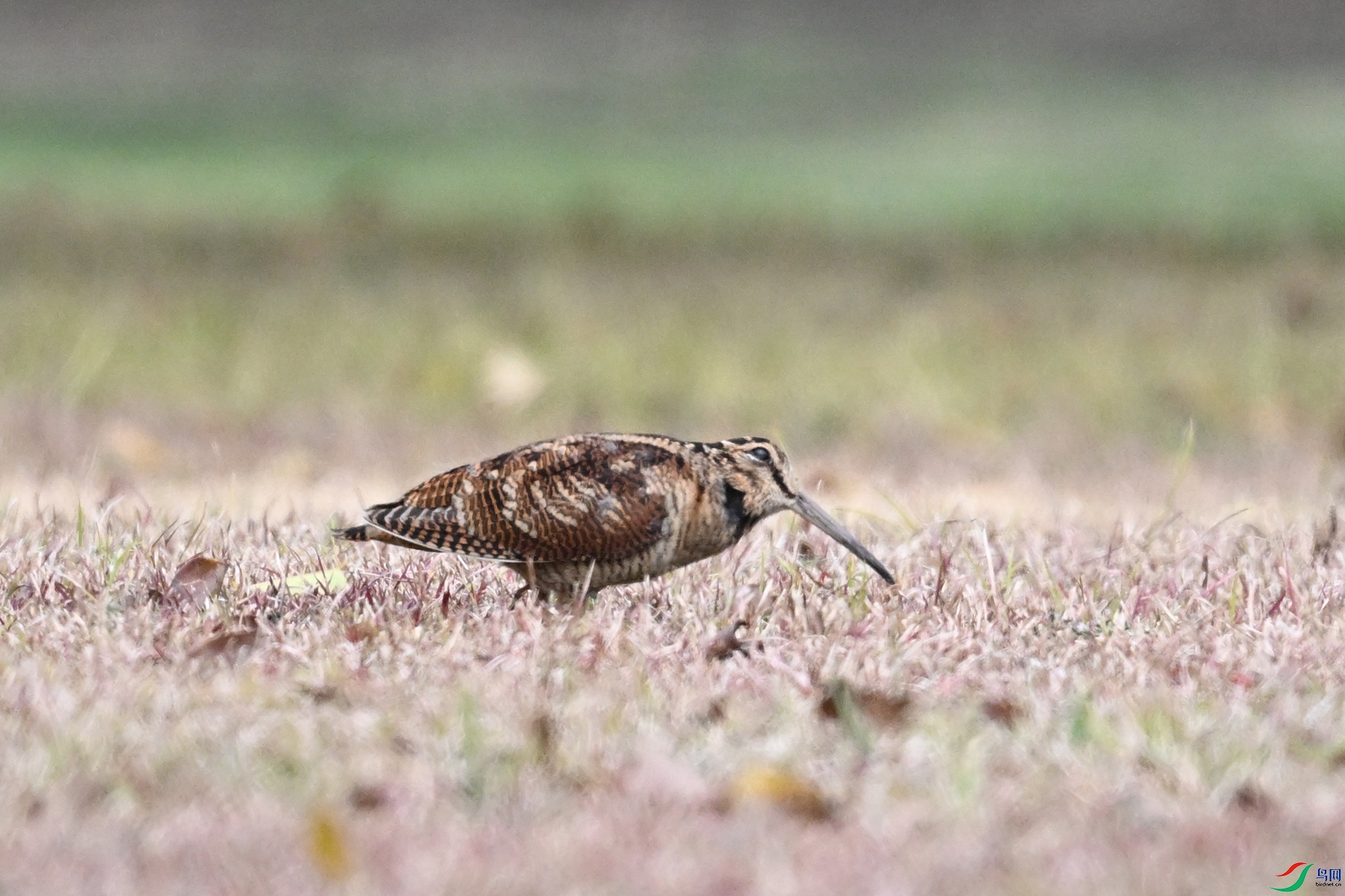 DSC_8322.JPG