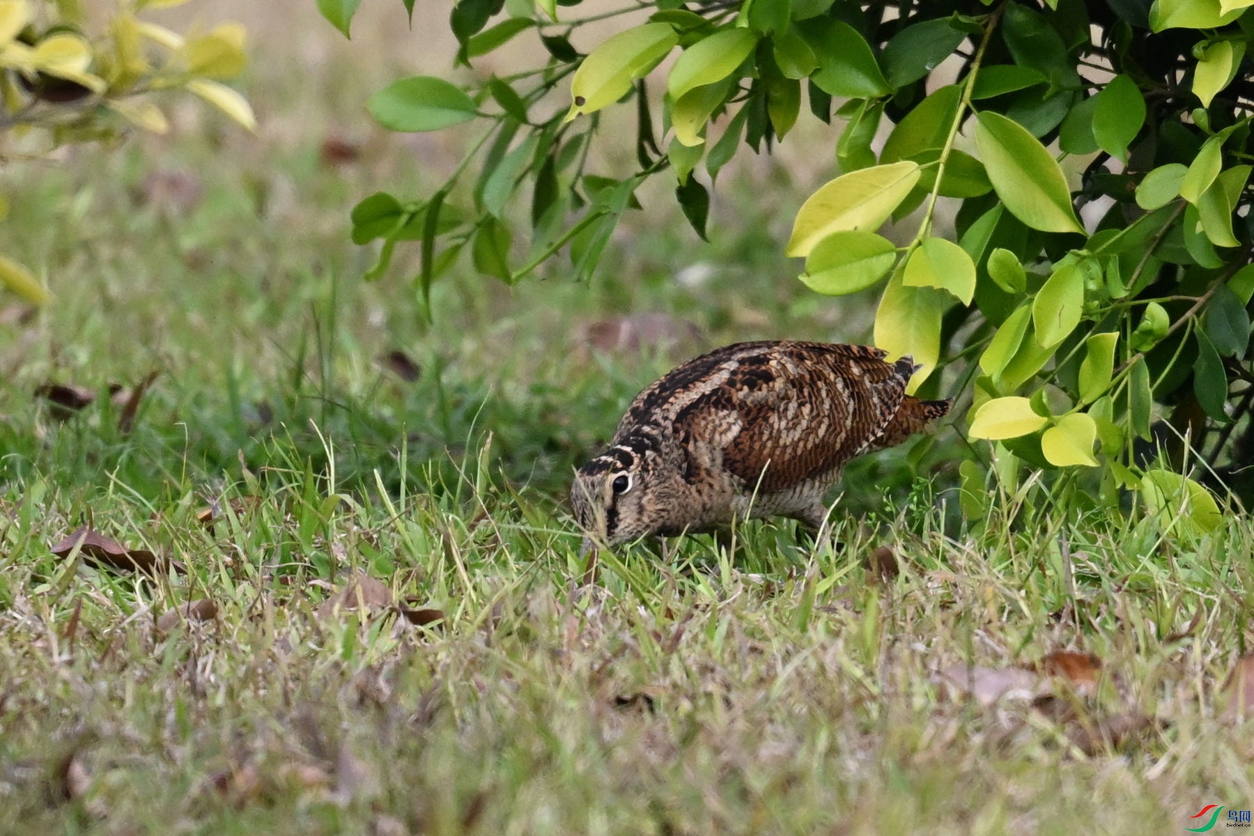 DSC_8370.JPG