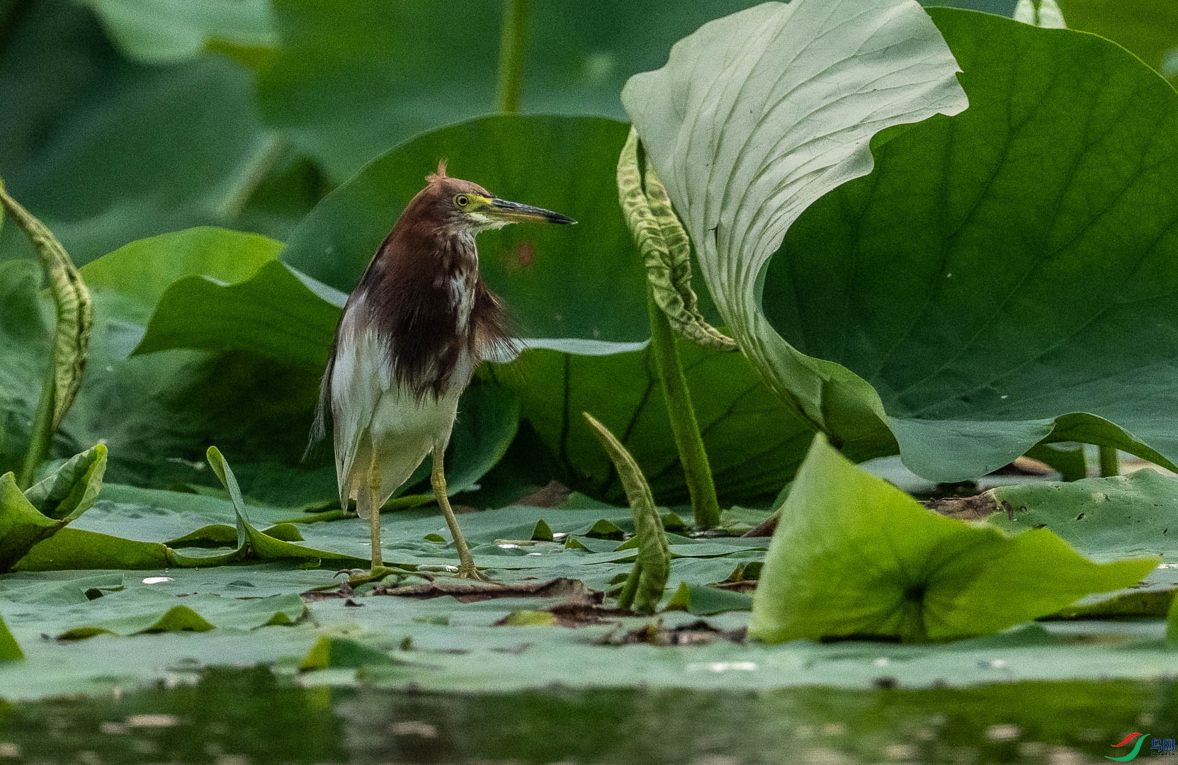DSC_4984.jpg