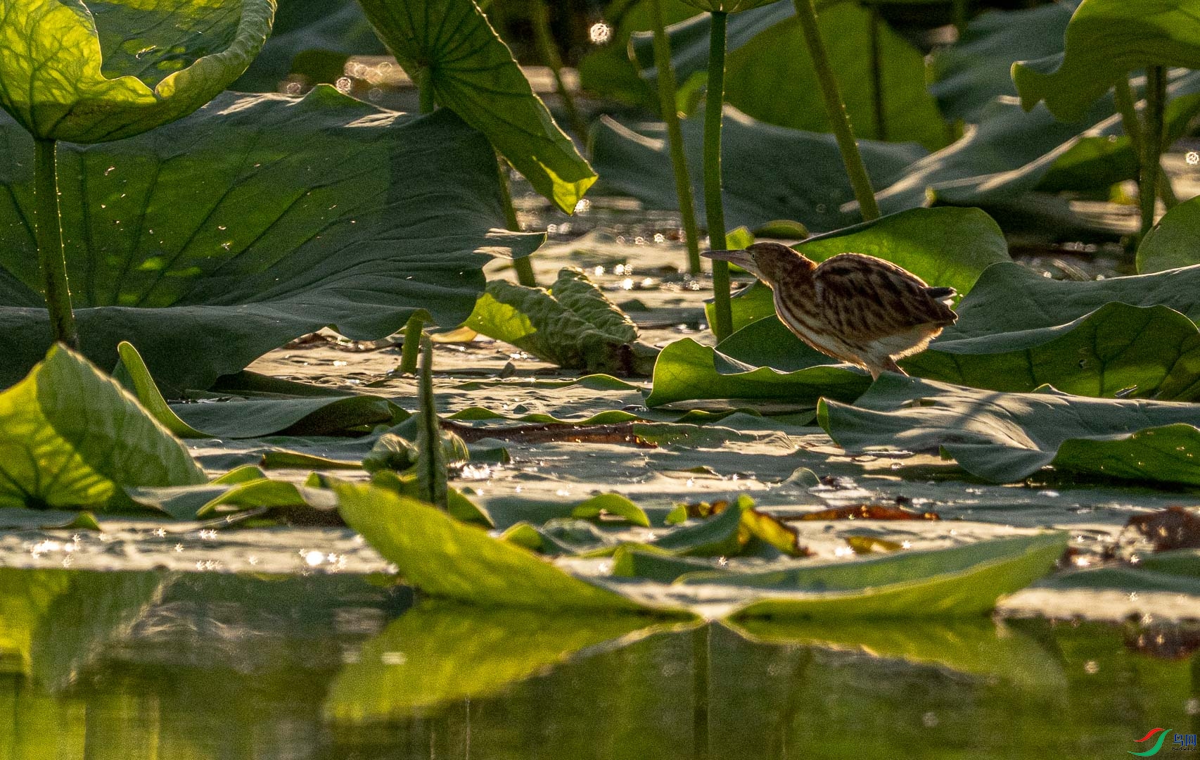 DSC_5953_1.jpg