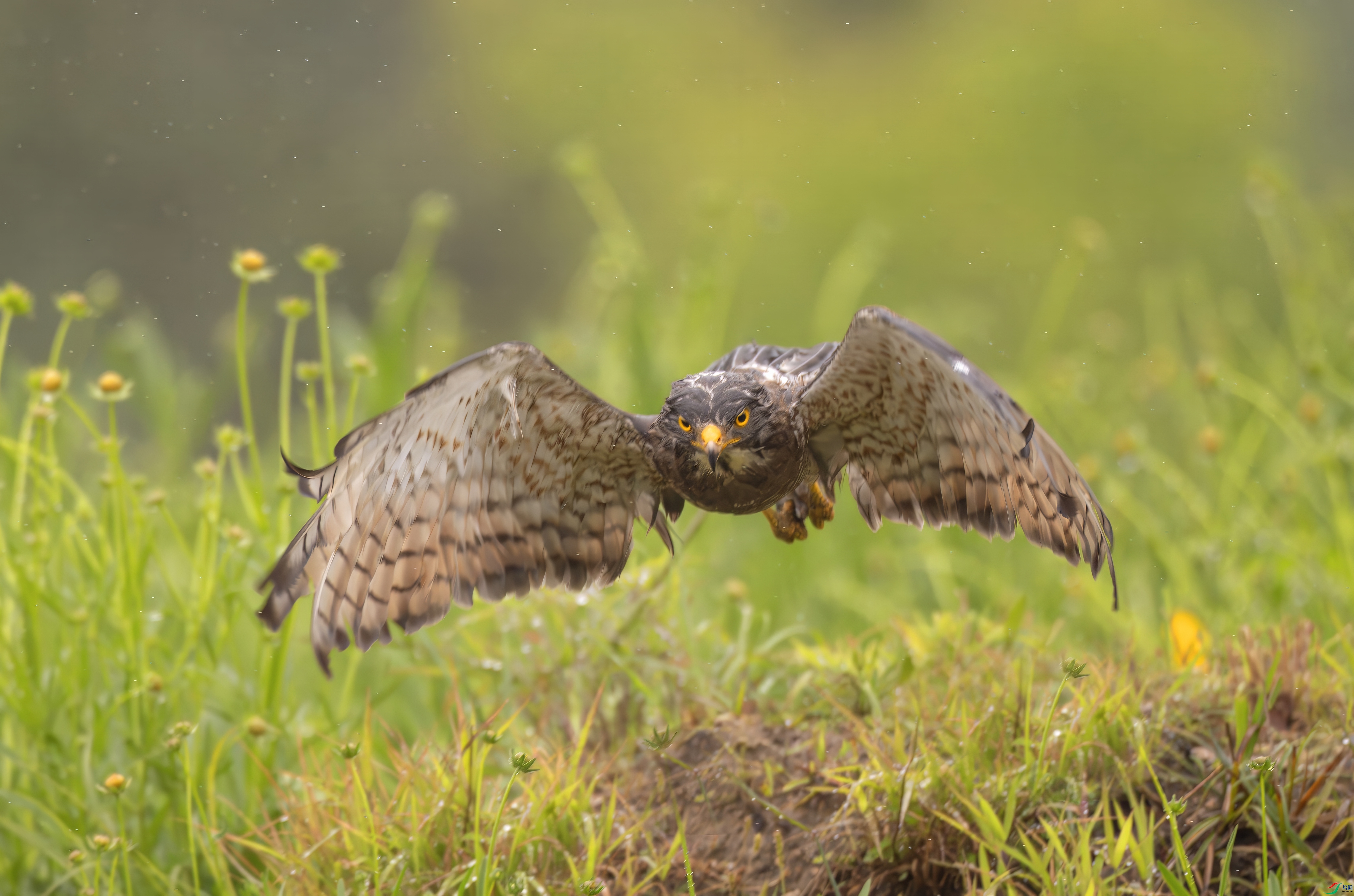 _08A5610-topaz-denoise.jpeg