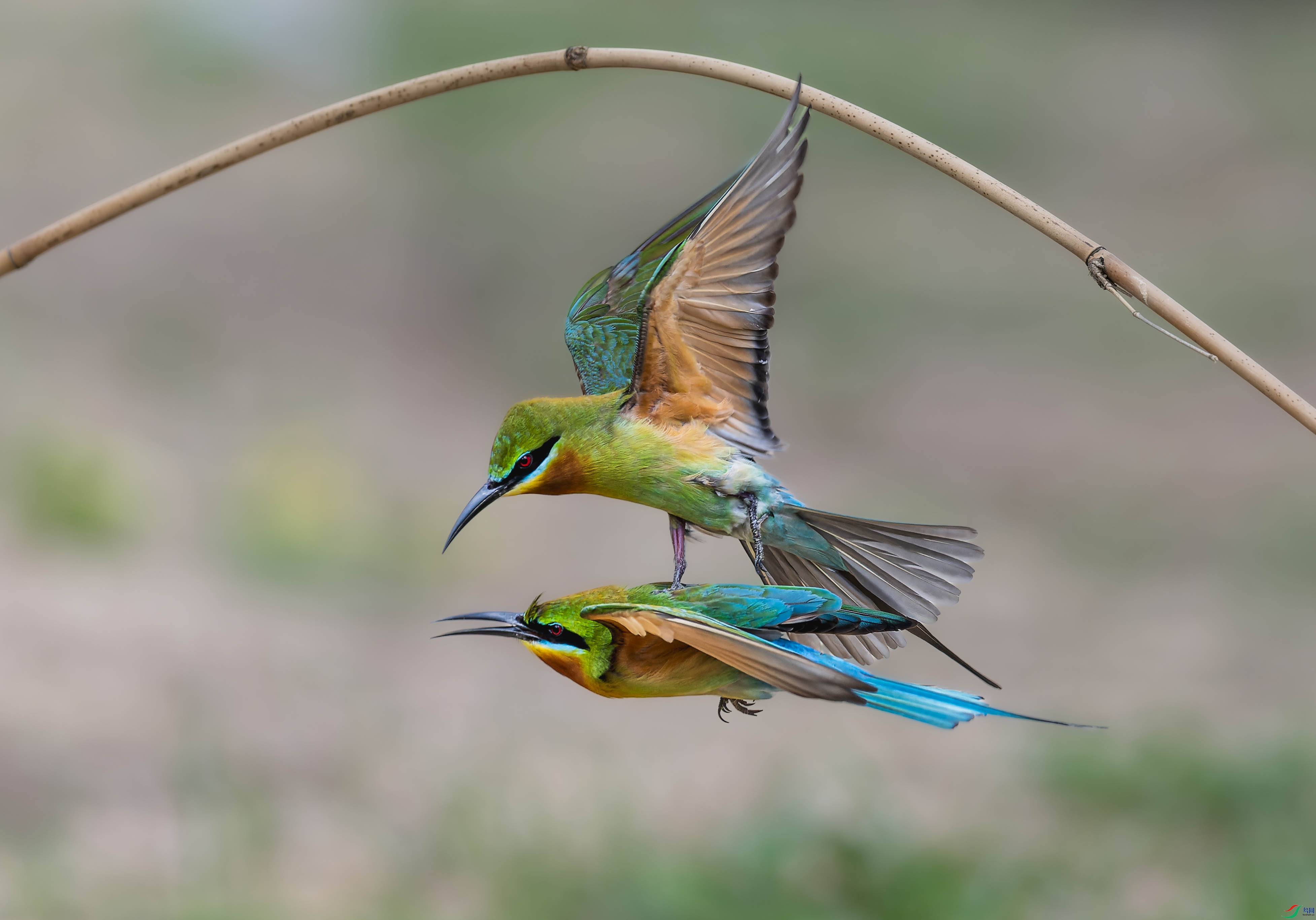 DSC_2097-1.jpg