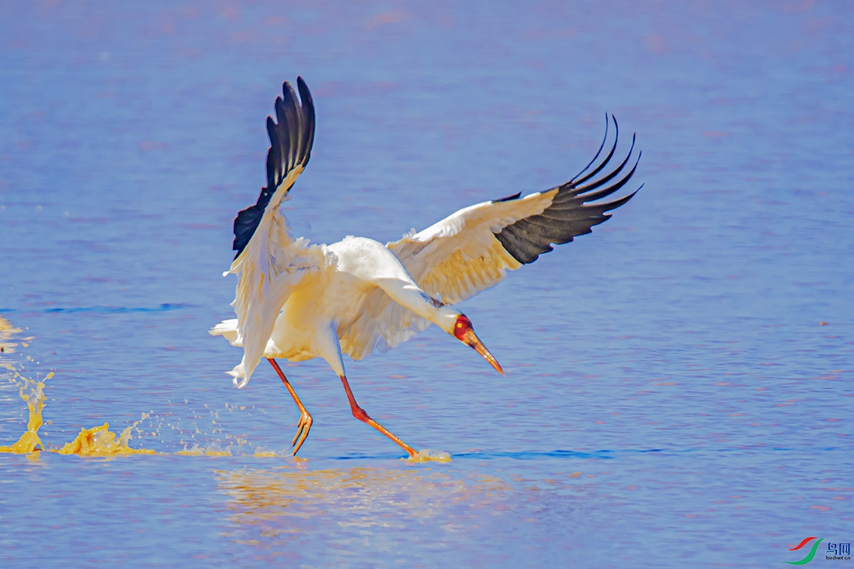 DSC_6768-����ǿ.jpg