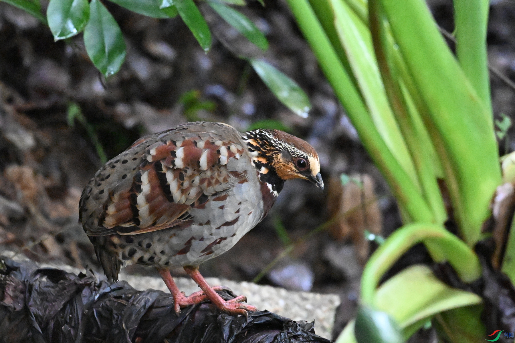 DSC_3558.JPG