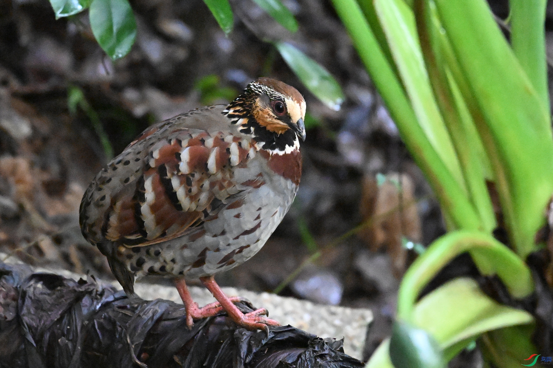 DSC_3571.JPG