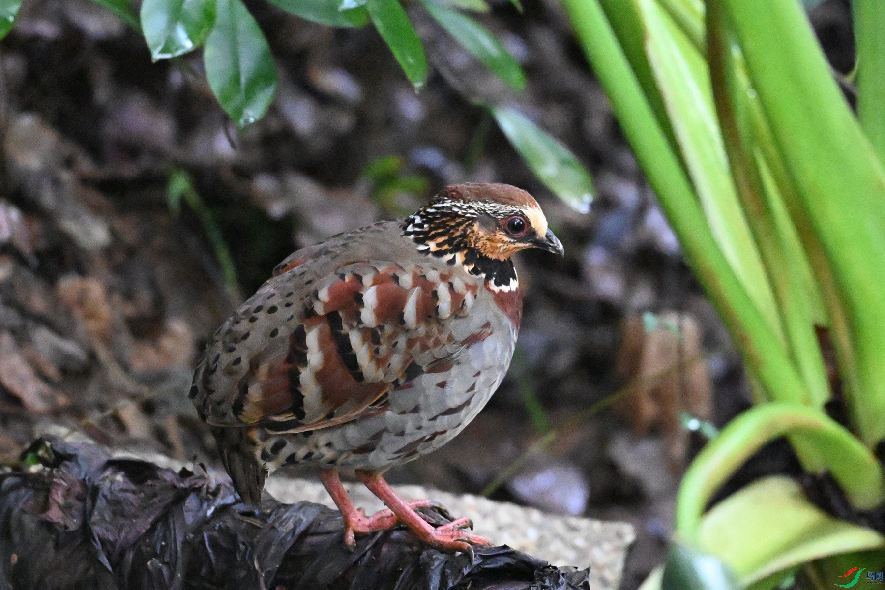 DSC_3598.JPG