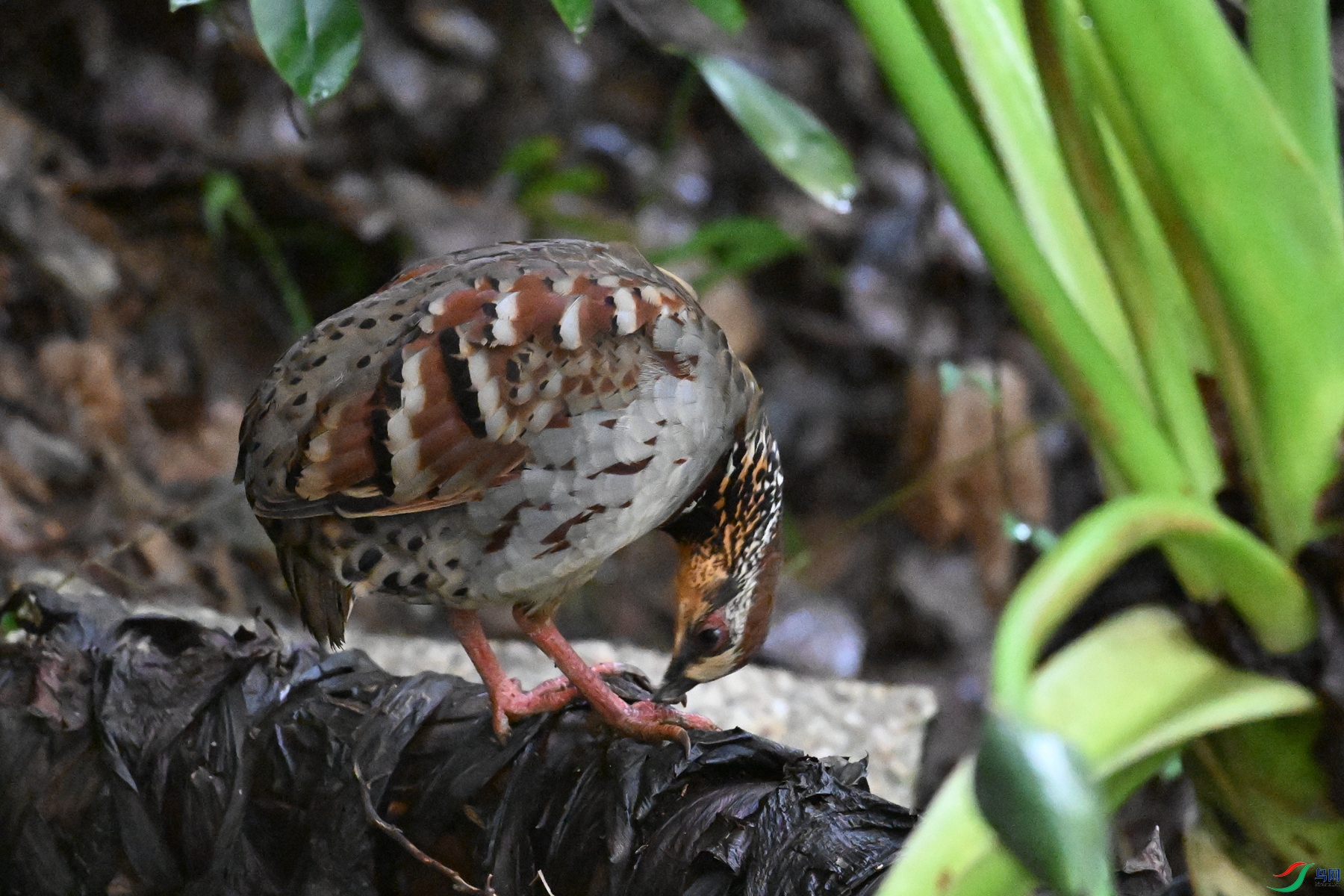 DSC_3546.JPG