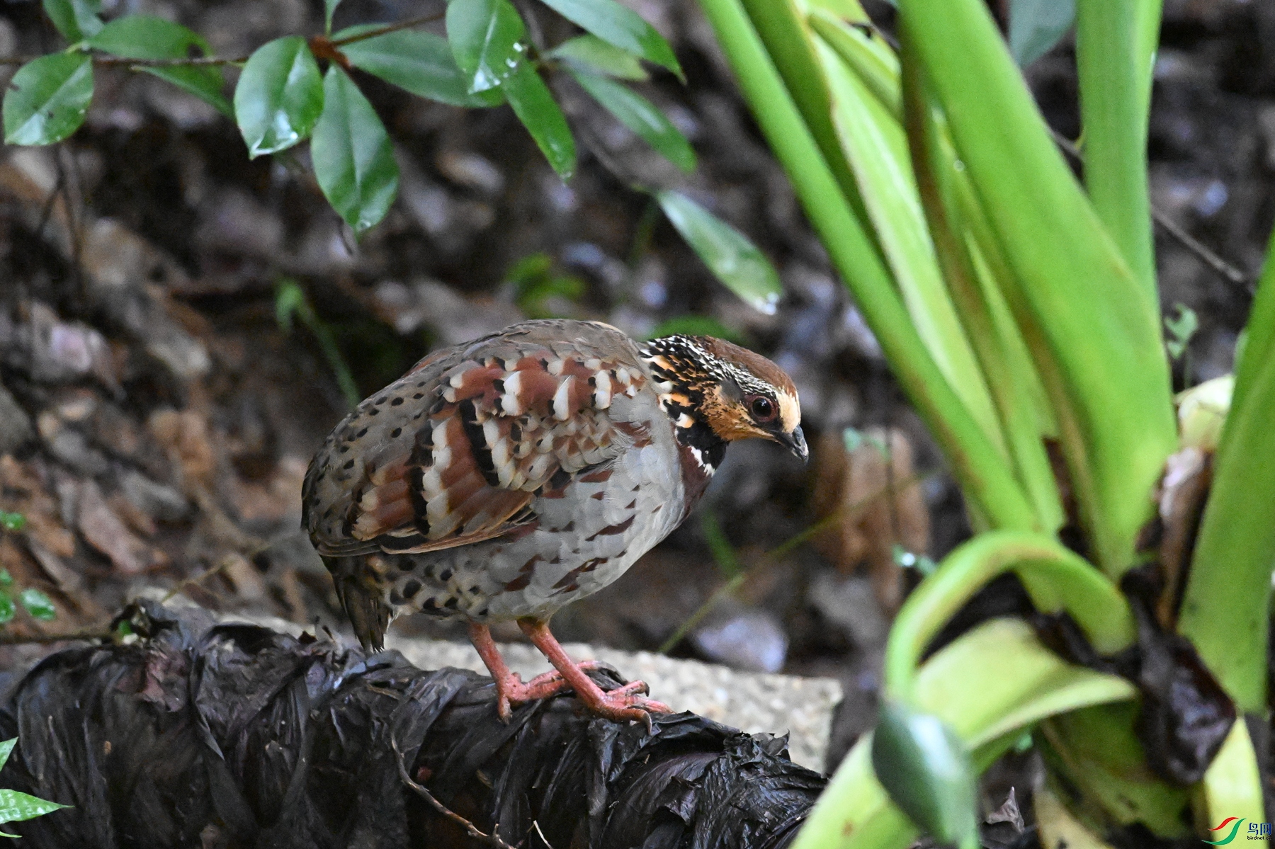 DSC_3560.JPG