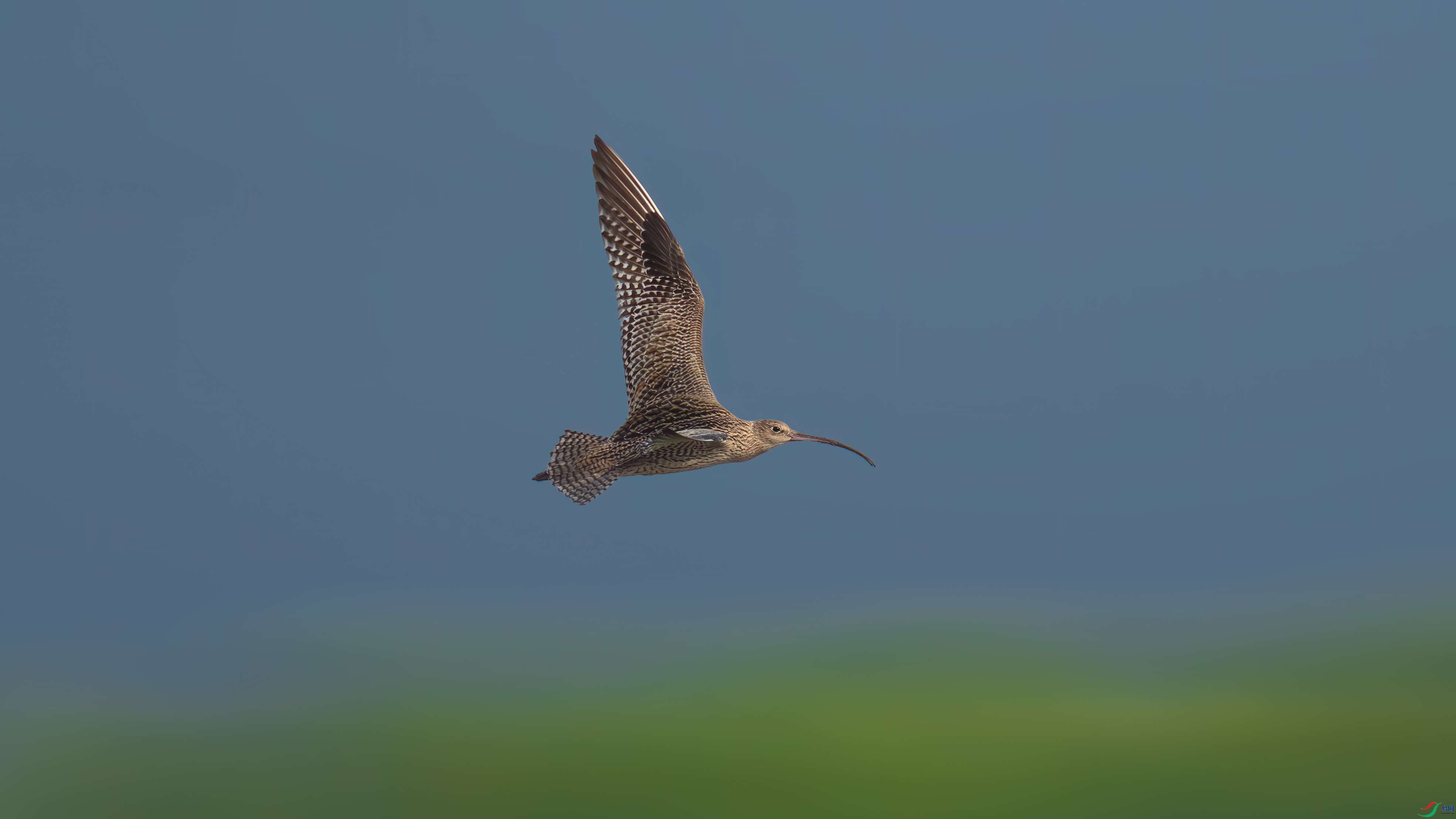 DSC_0061.jpg