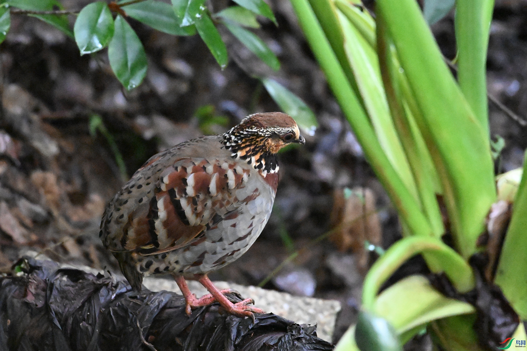 DSC_3588.JPG