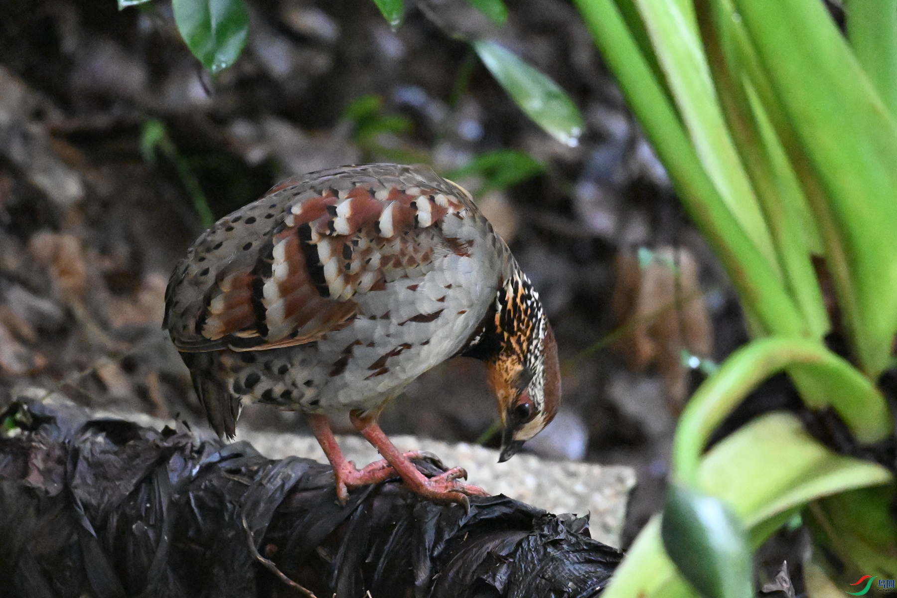 DSC_3547.JPG