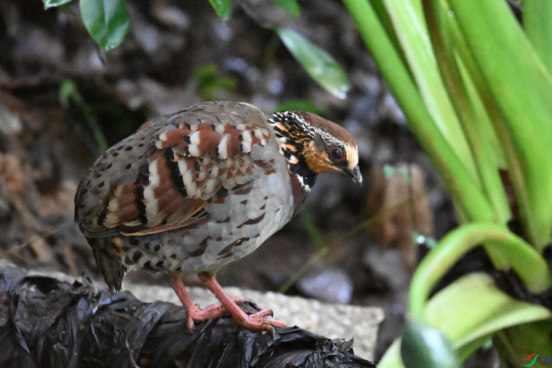 DSC_3562.JPG