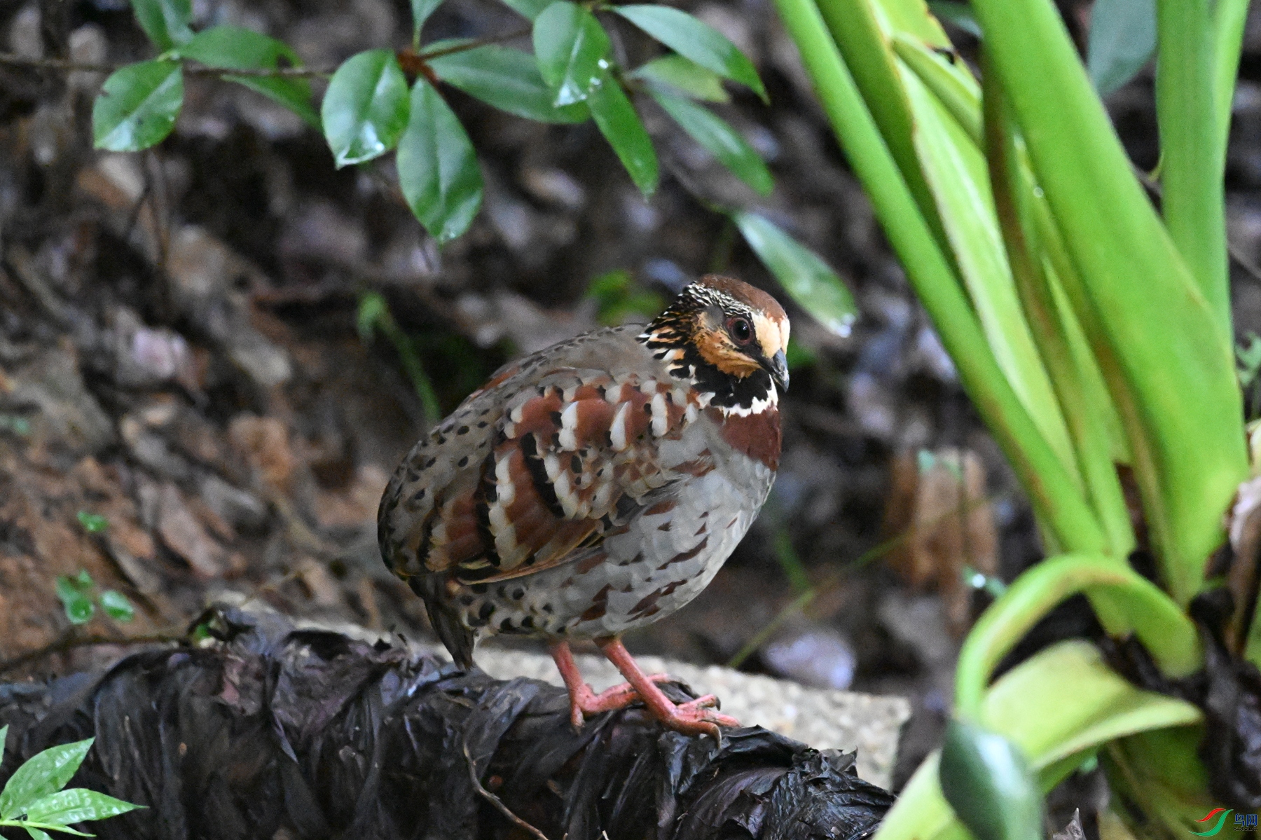 DSC_3576.JPG
