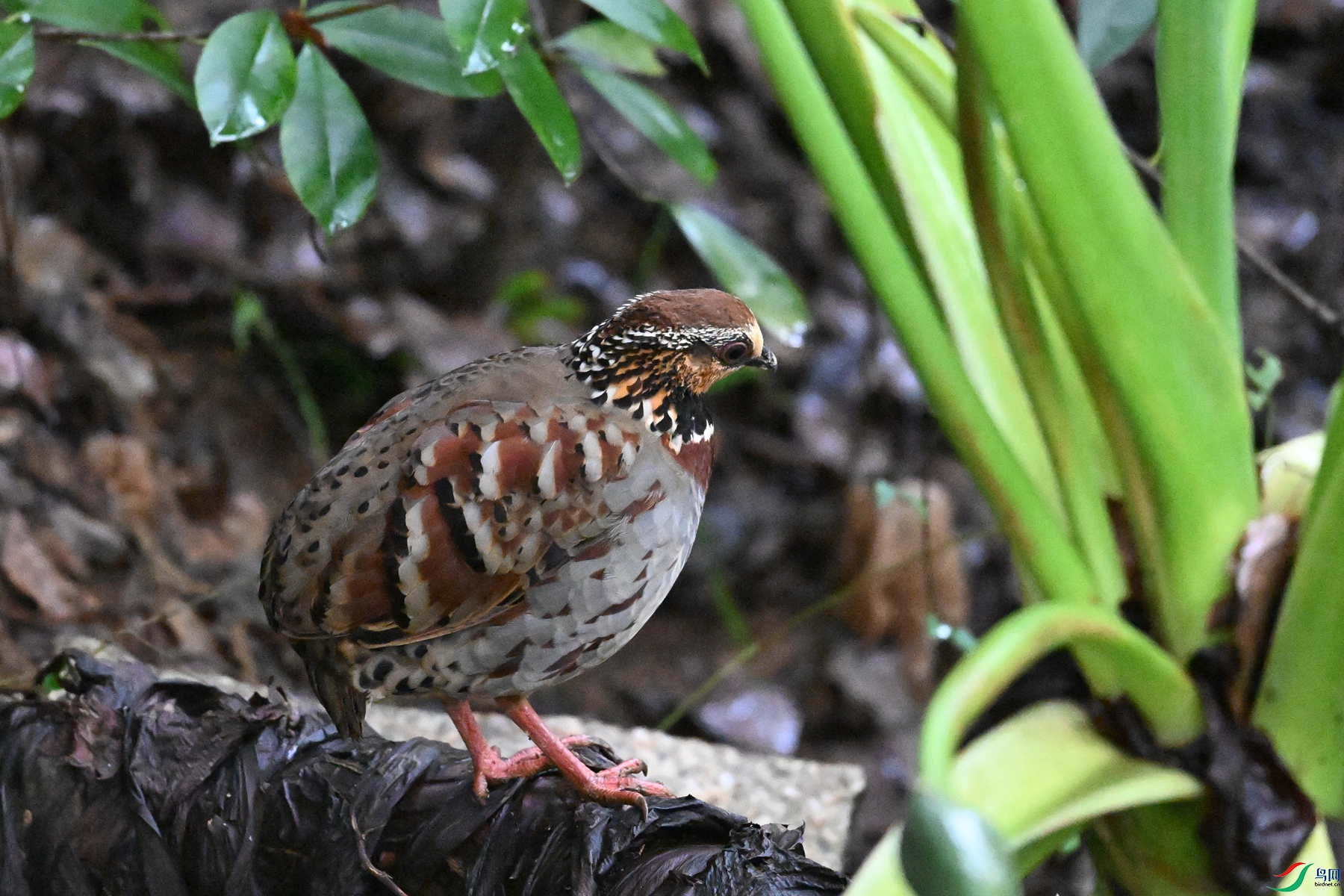 DSC_3592.JPG