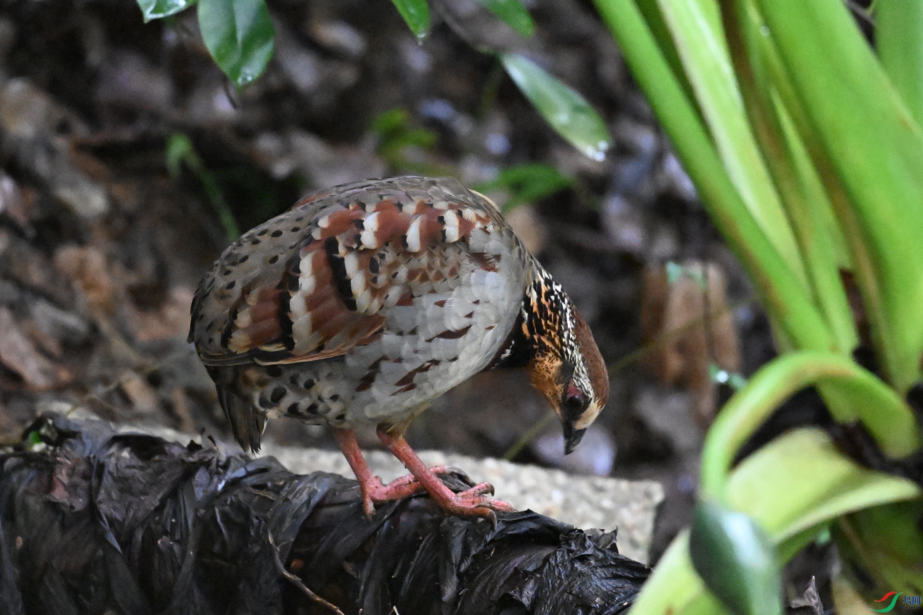 DSC_3548.JPG