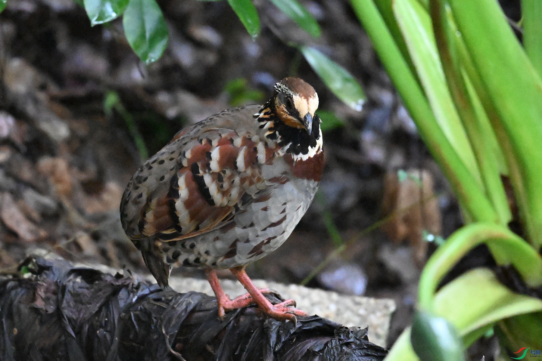 DSC_3564.JPG