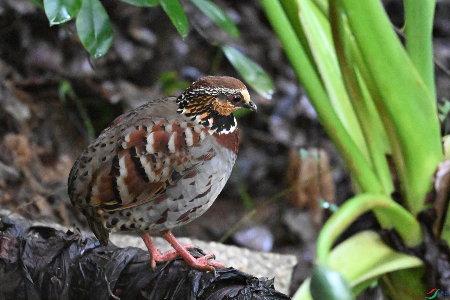 DSC_3579.JPG