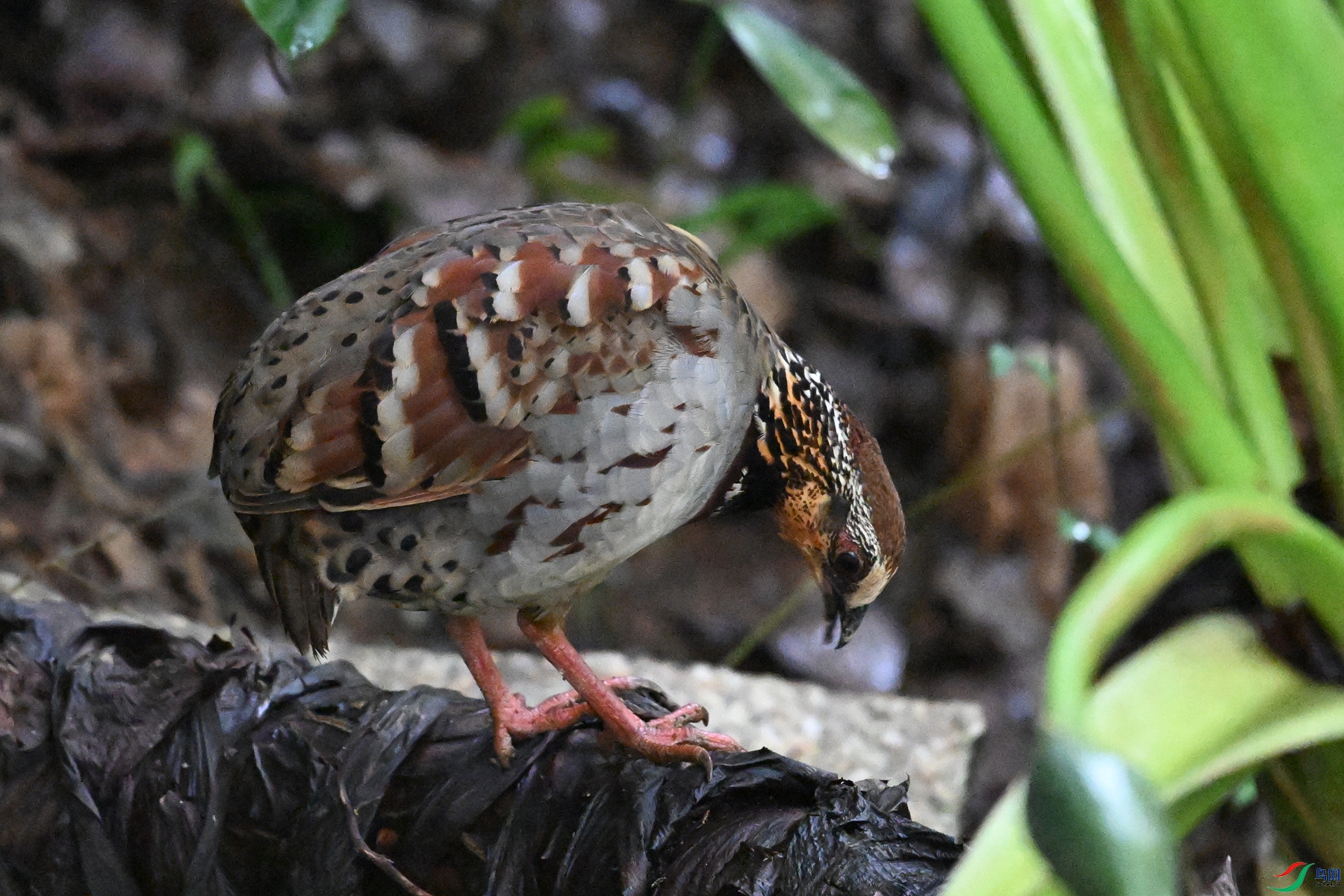 DSC_3549.JPG