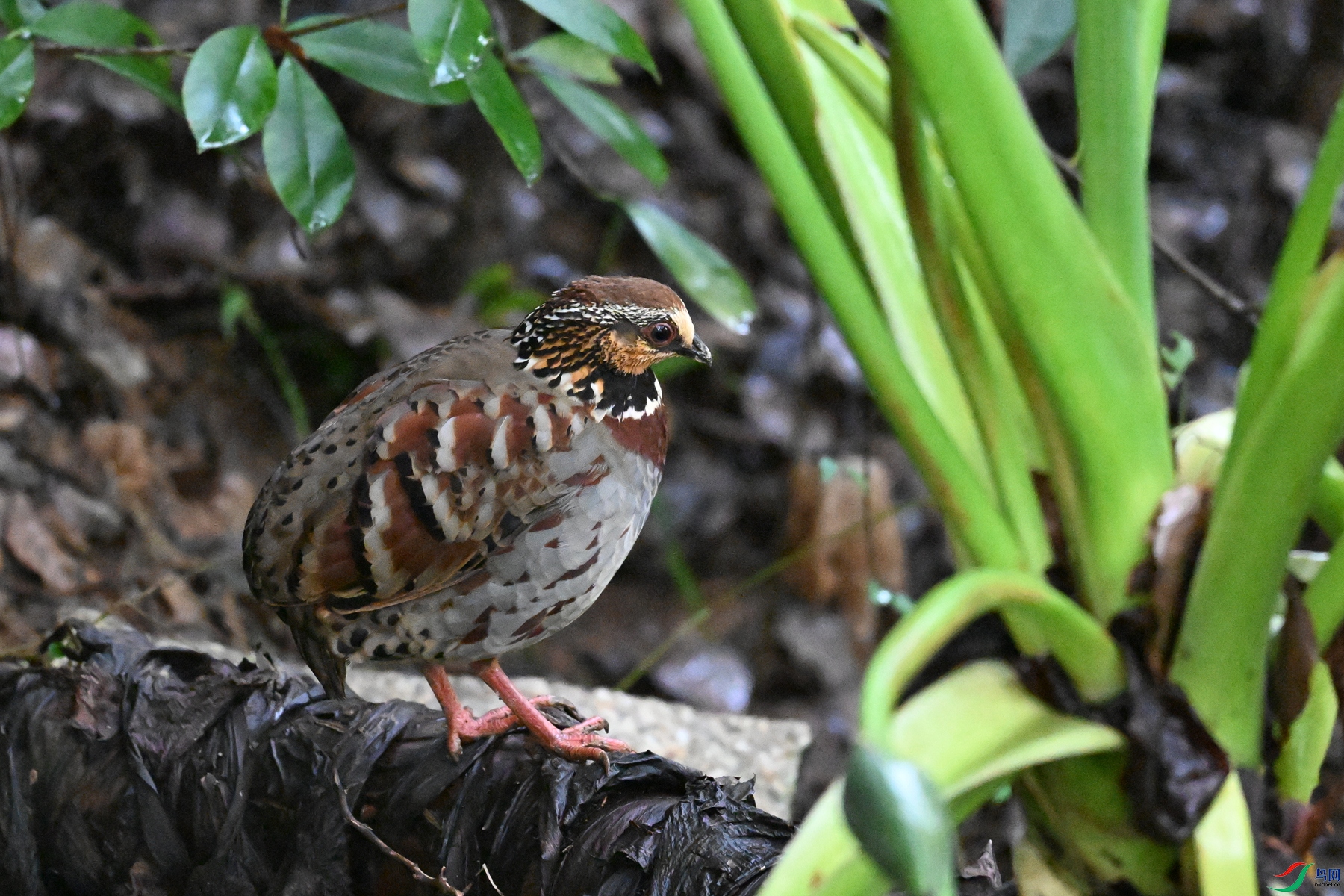 DSC_3582.JPG