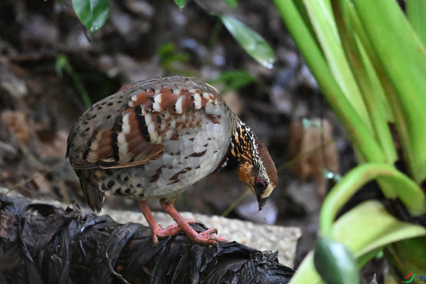 DSC_3550.JPG