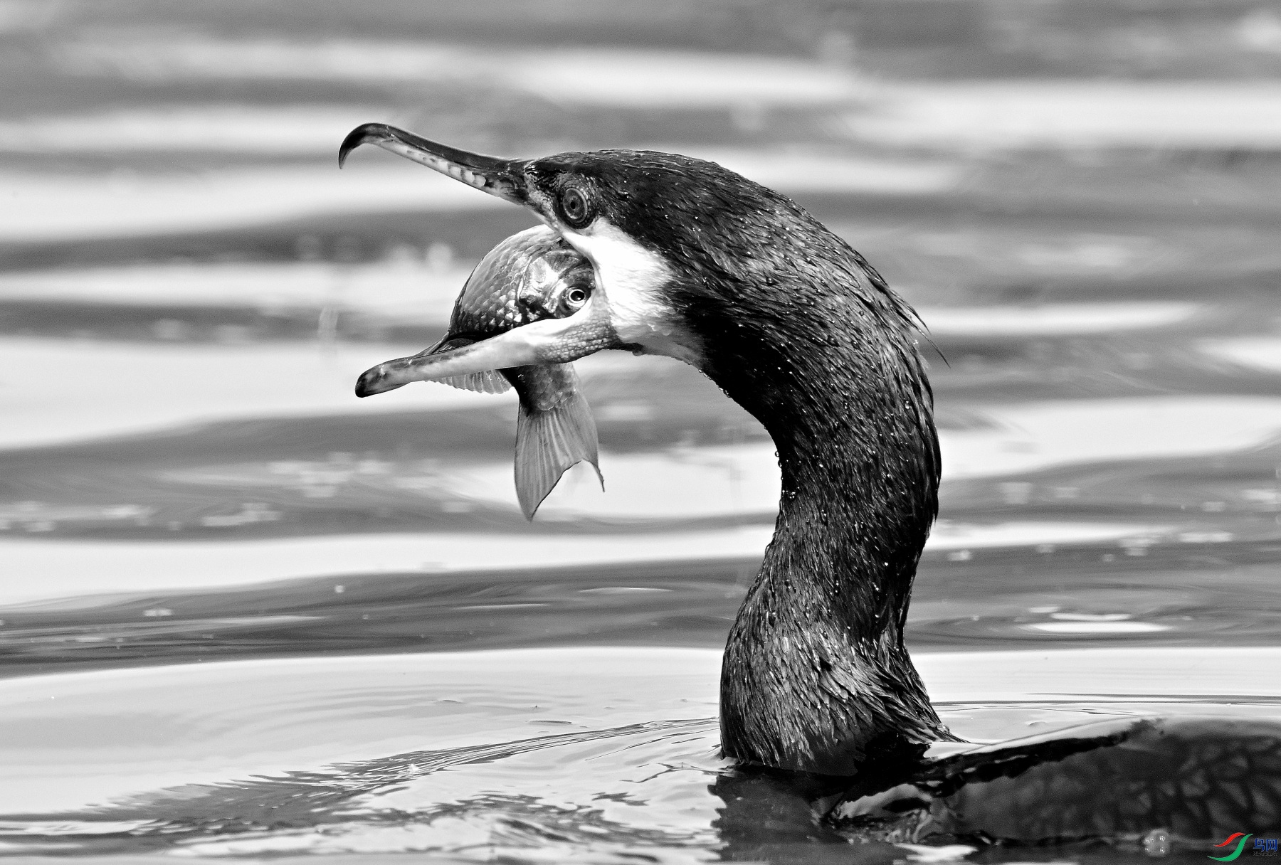 DSC_3446_01.JPG