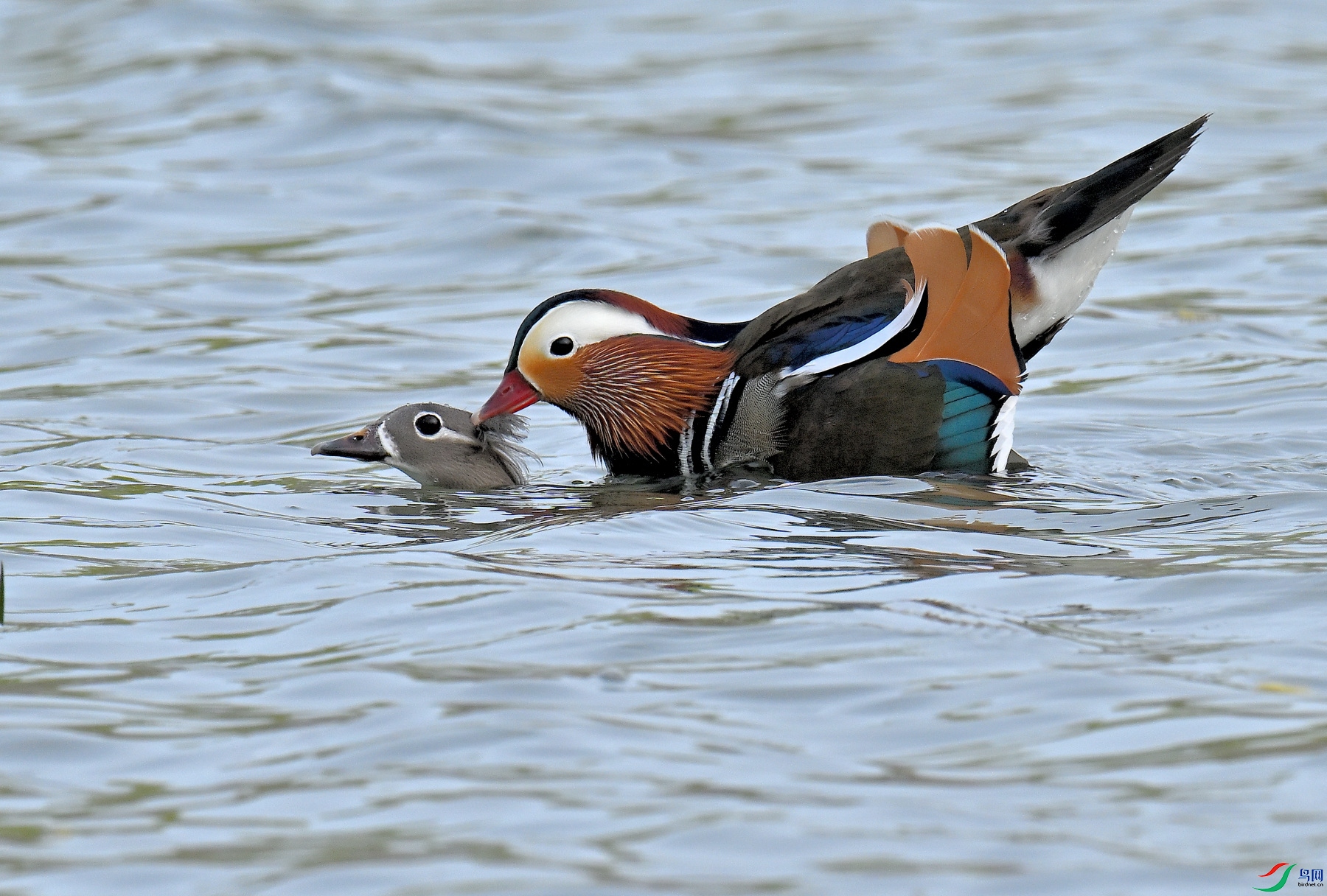 DSC_7365.JPG
