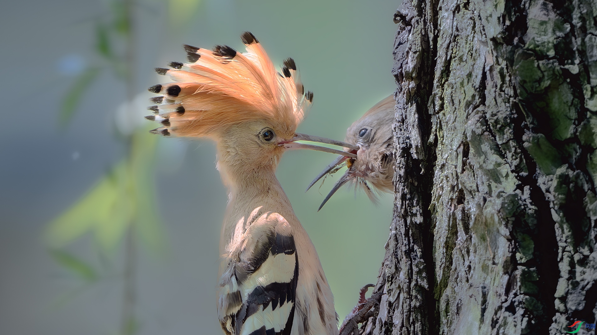 DSC_3344-����ǿ-NR ����.jpg