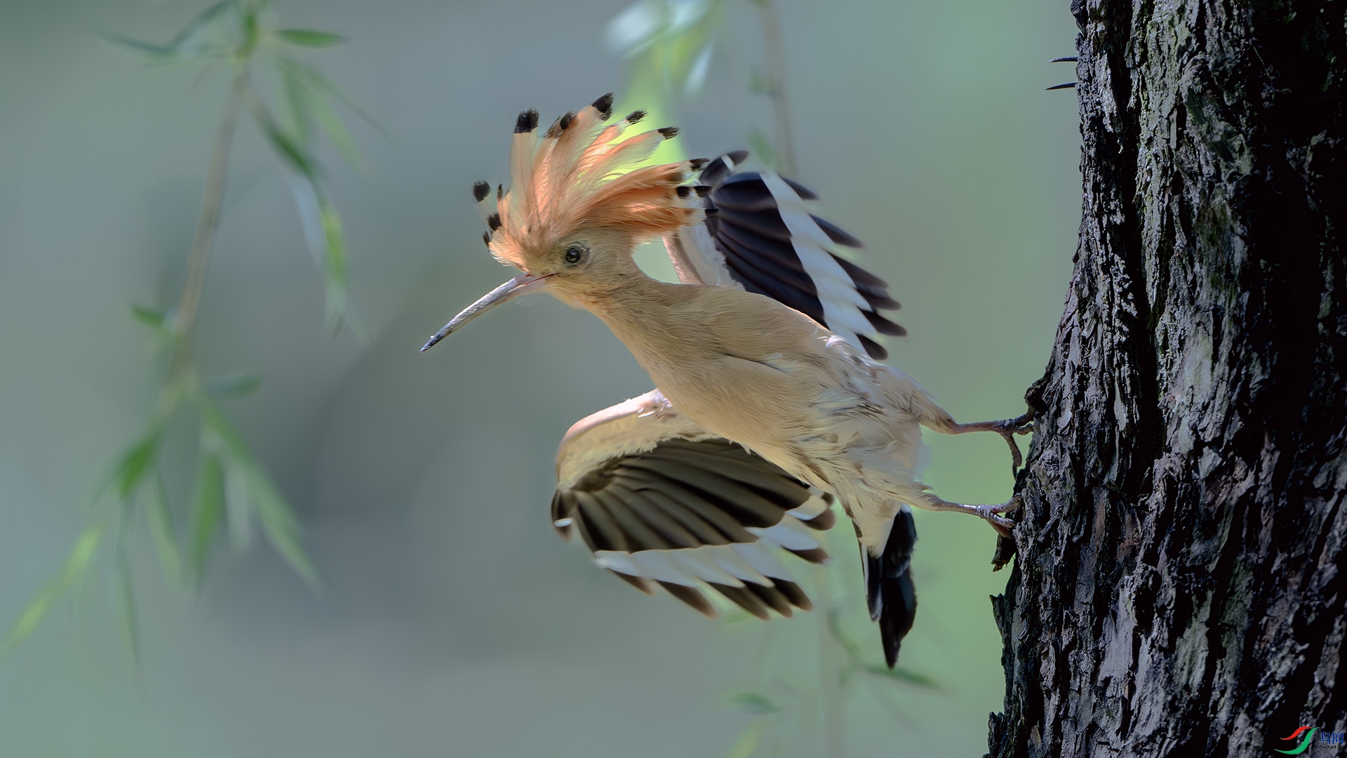 DSC_3314-����ǿ-NR ����.jpg