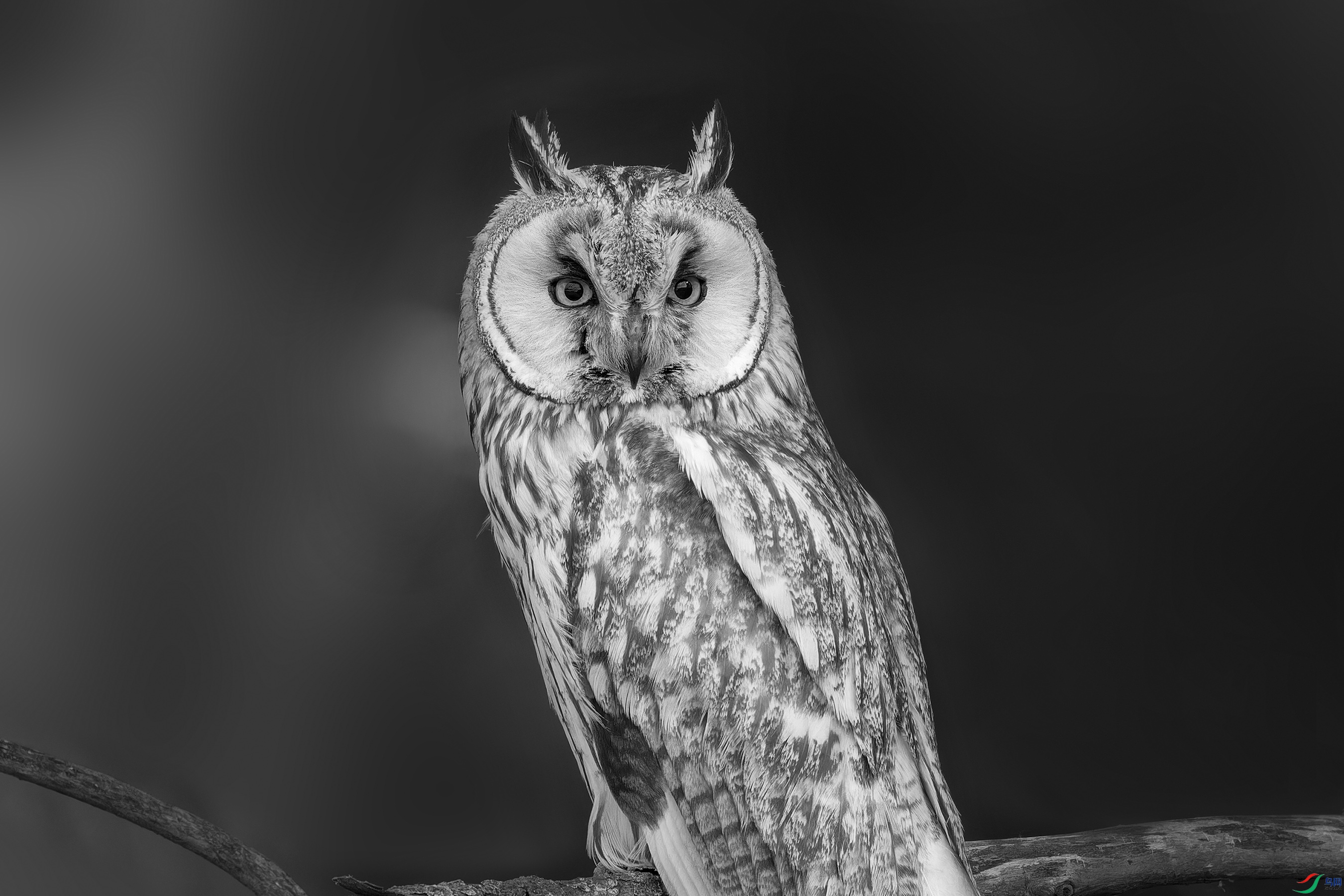 DSC_2643_DxO.jpg