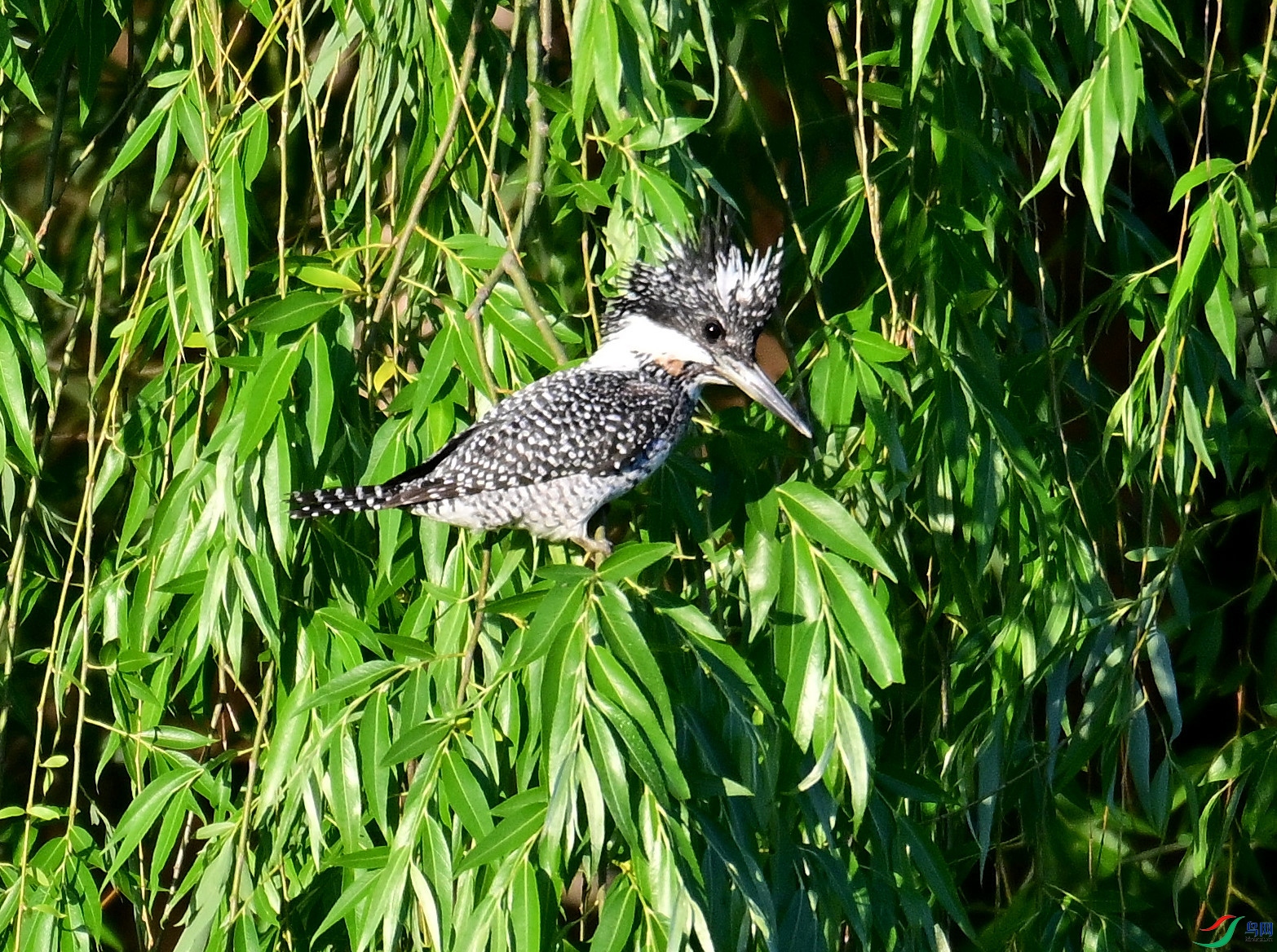 DSC_2085.JPG