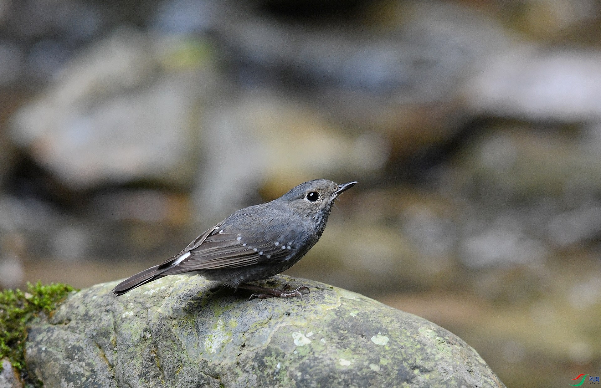 DSC_6762.jpg