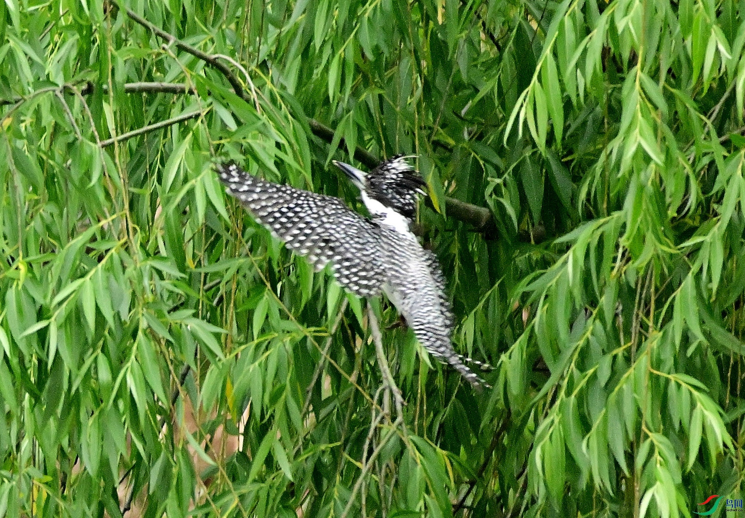 DSC_0055.JPG