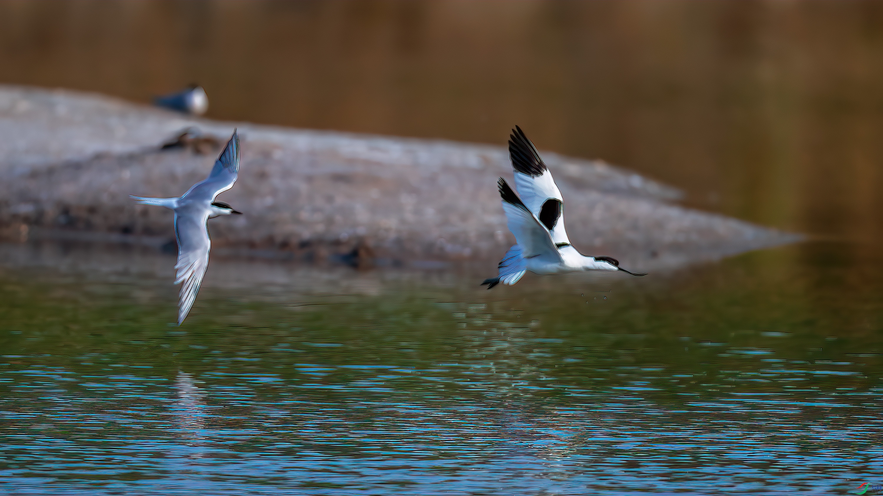 DSC_2320-����ǿ-NR.jpg