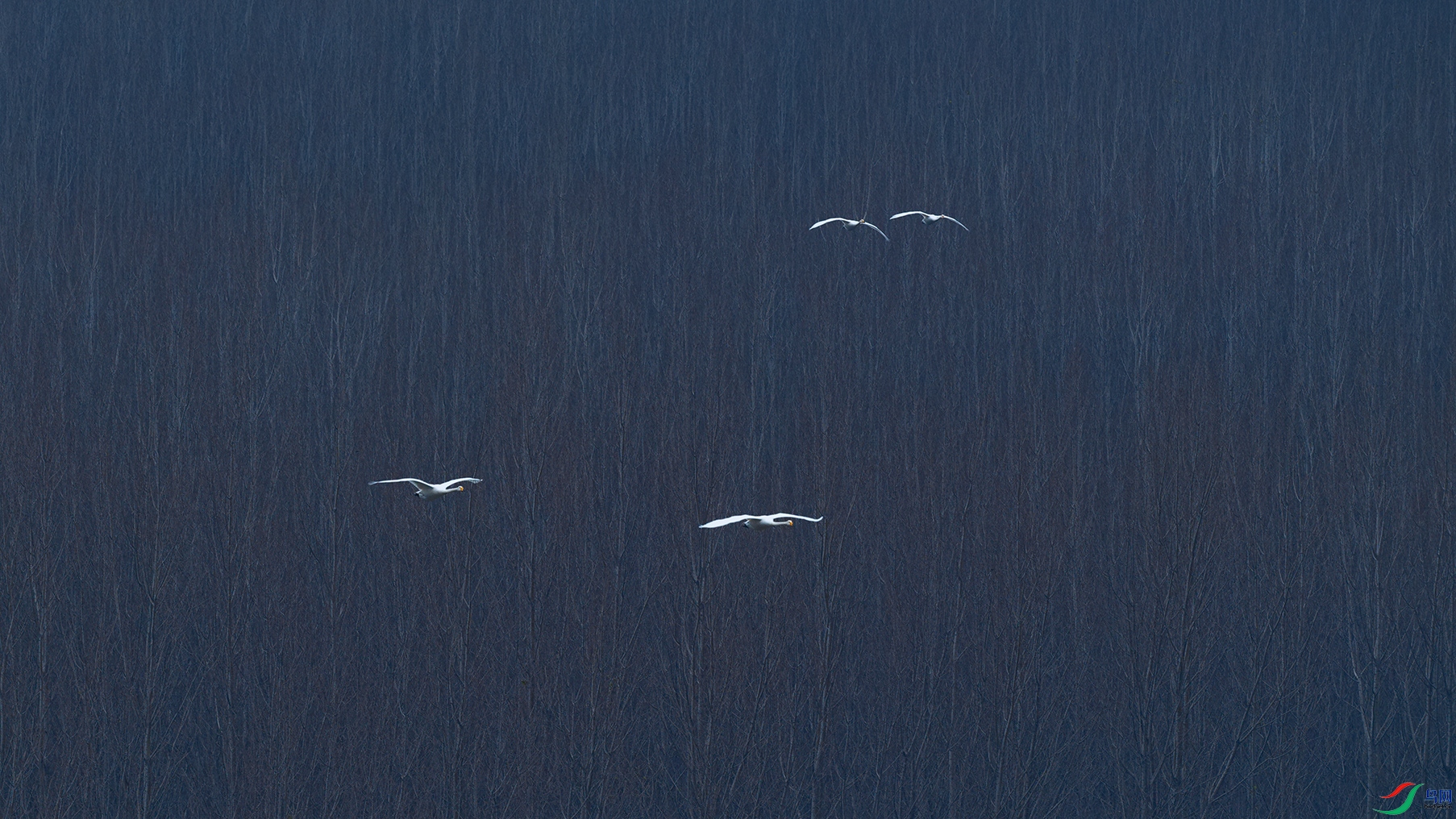 DSC_5331_DxOa.jpg