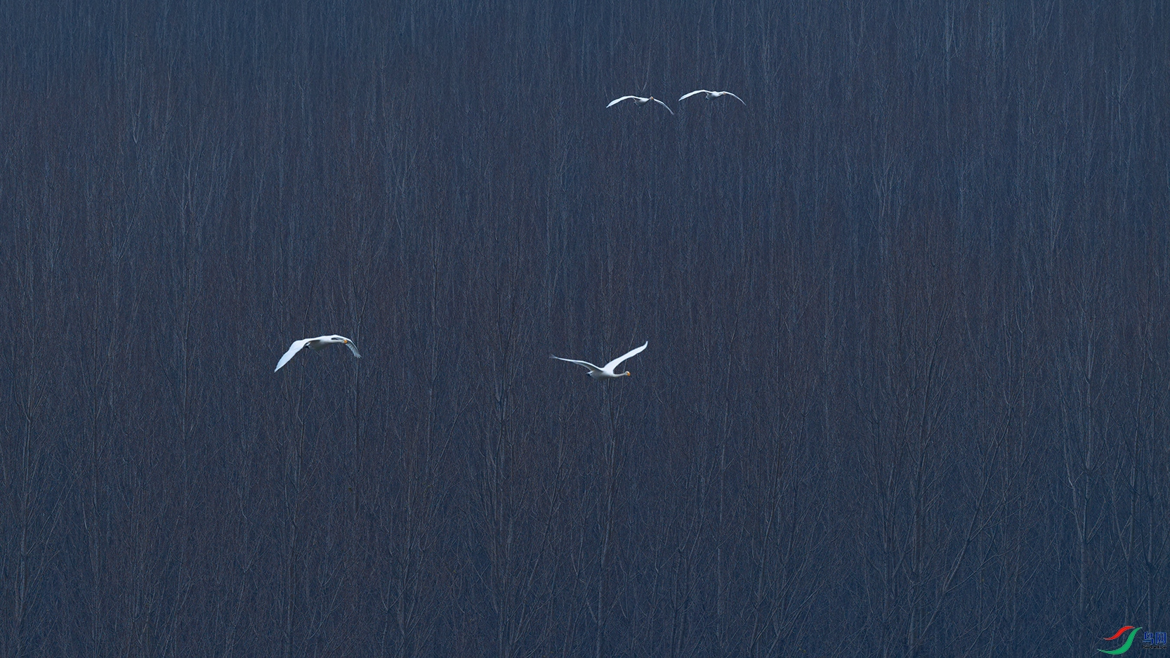 DSC_5333_DxOa.jpg