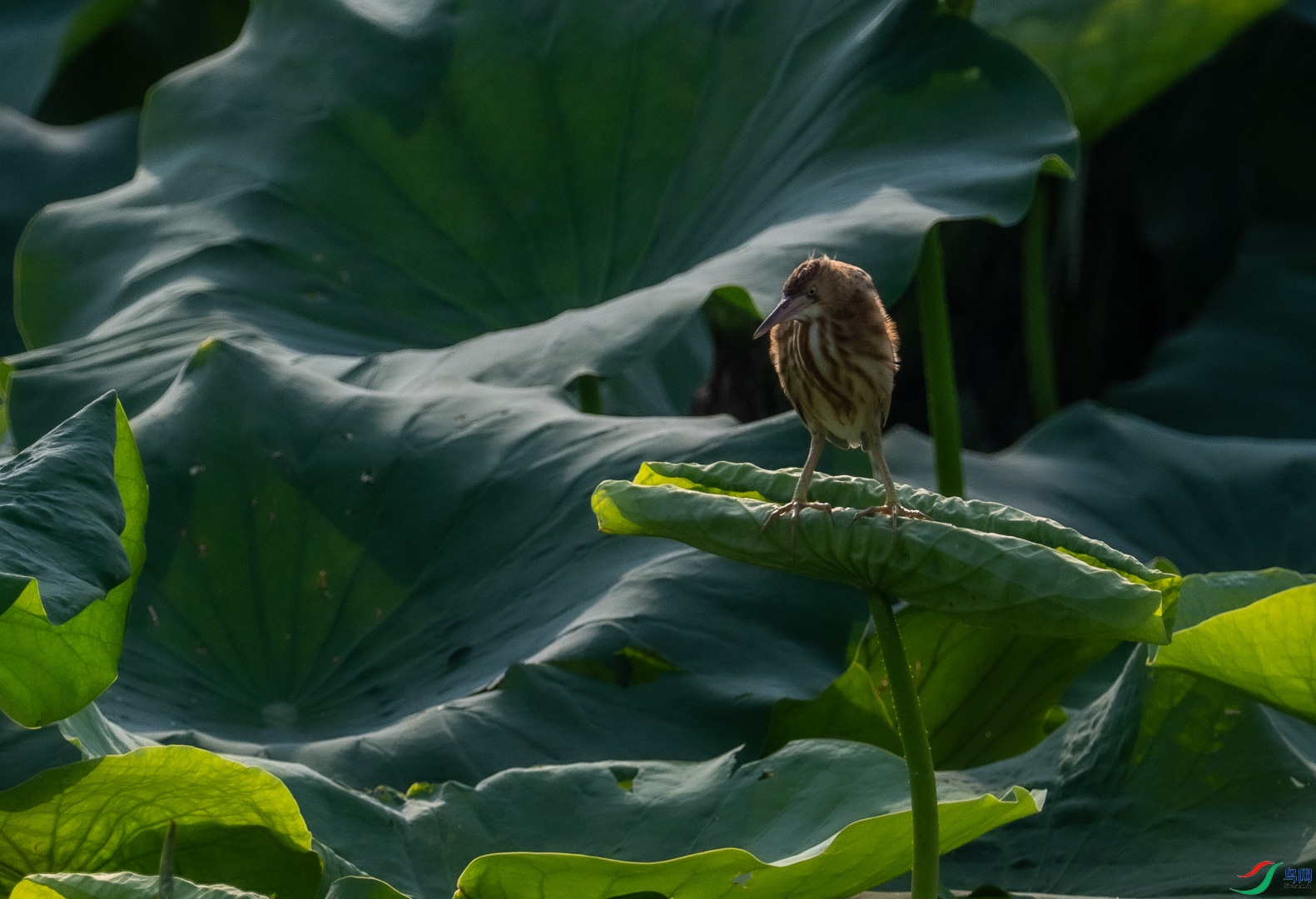 DSC_3943.jpg
