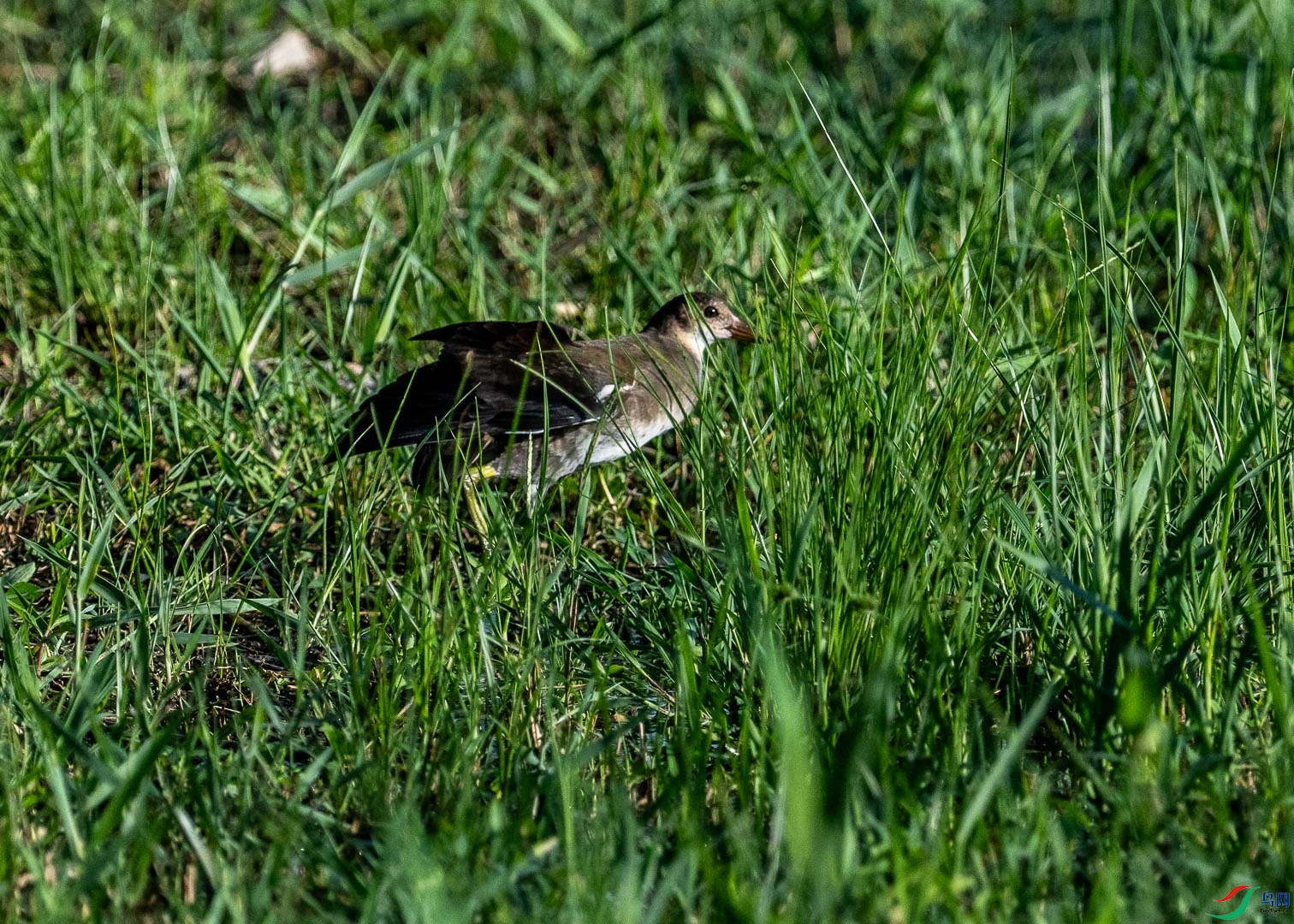 DSC_5301_1.jpg
