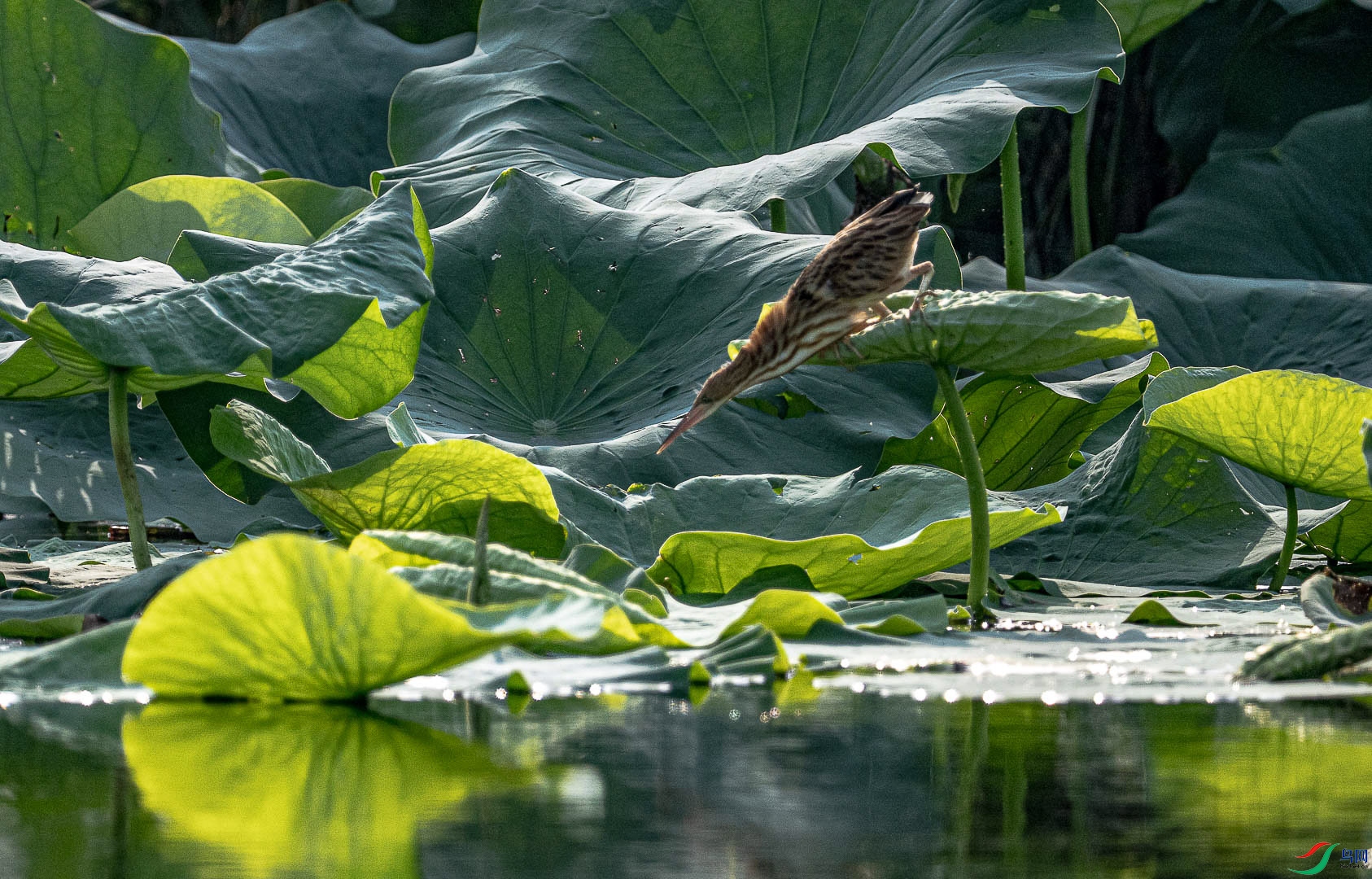 DSC_3980.jpg