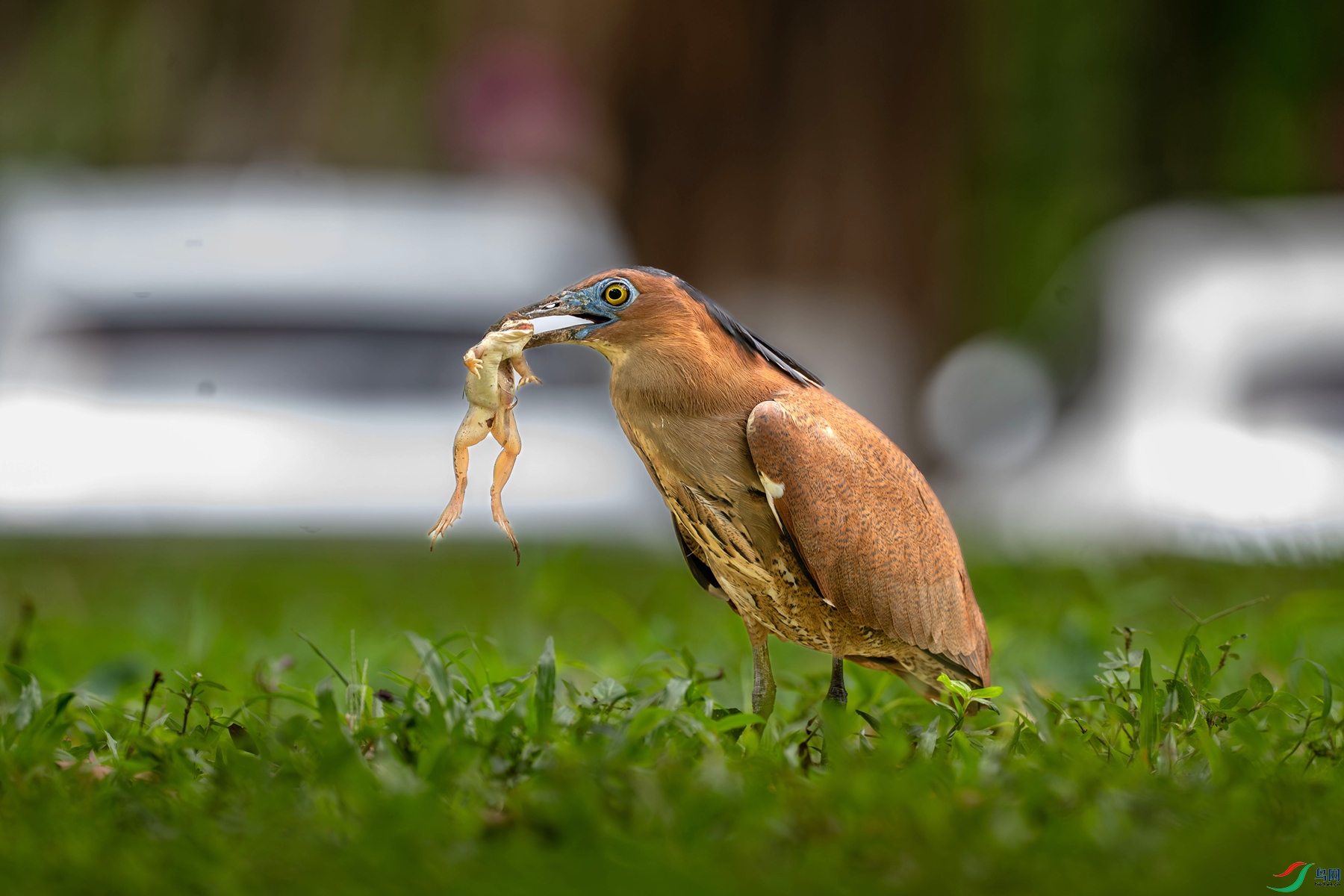 DSC_3639_����_����.jpg