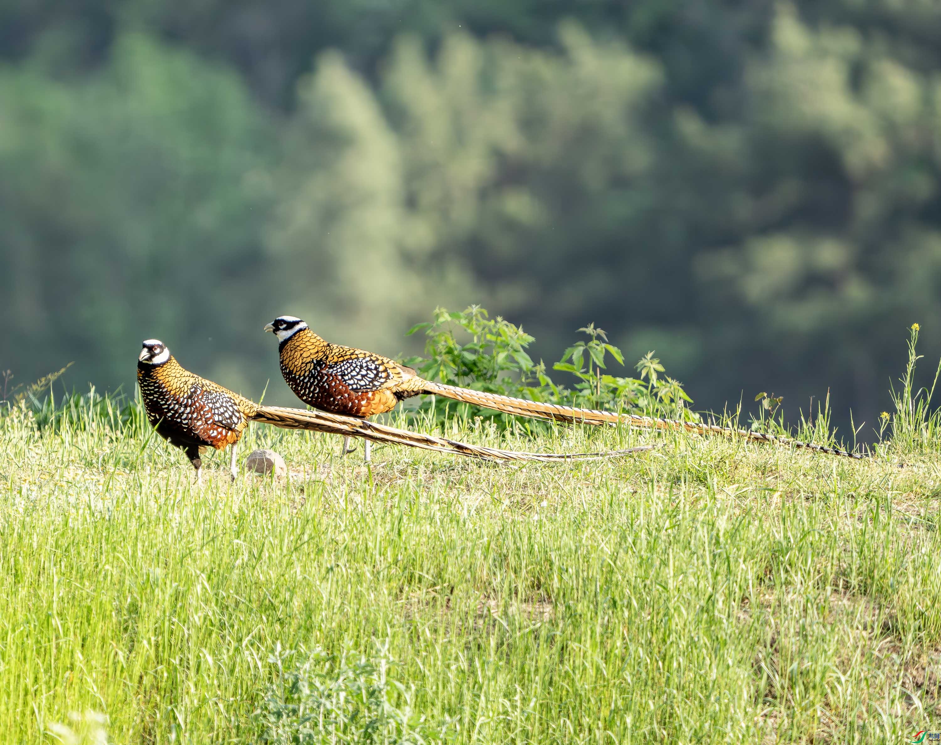 �׹ڳ�β��-16.jpg
