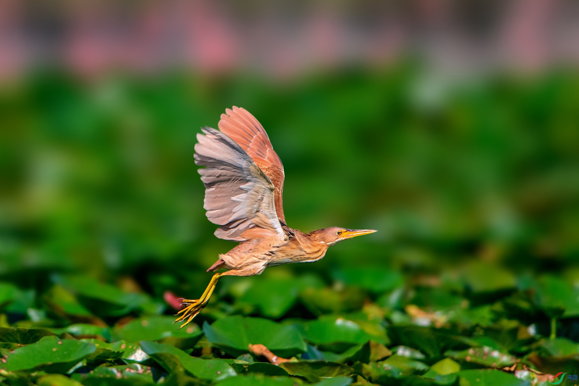 _AUU9109��έ�Z(24.8.13).jpg