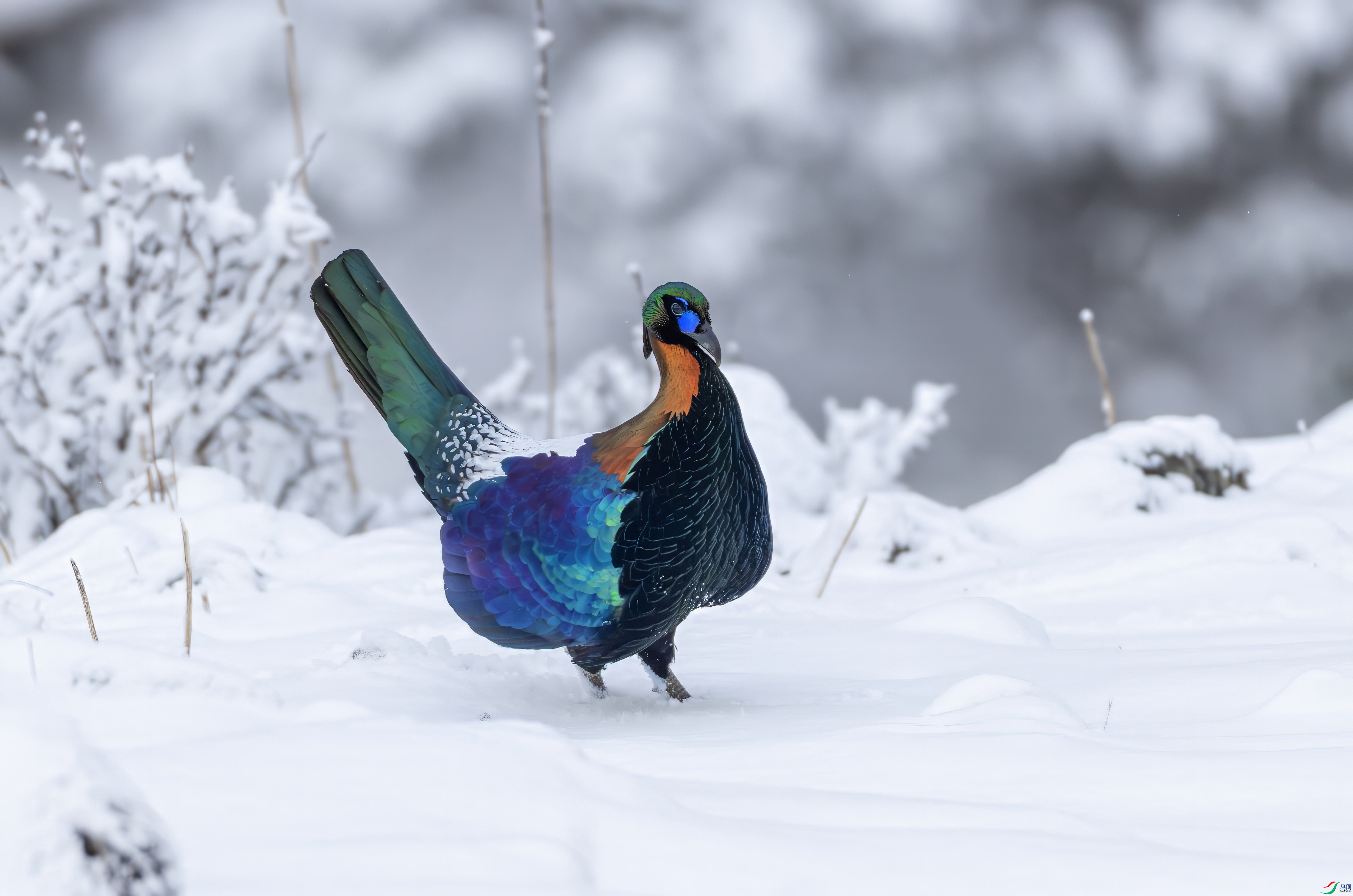 _D0A2734-topaz-denoise.jpeg