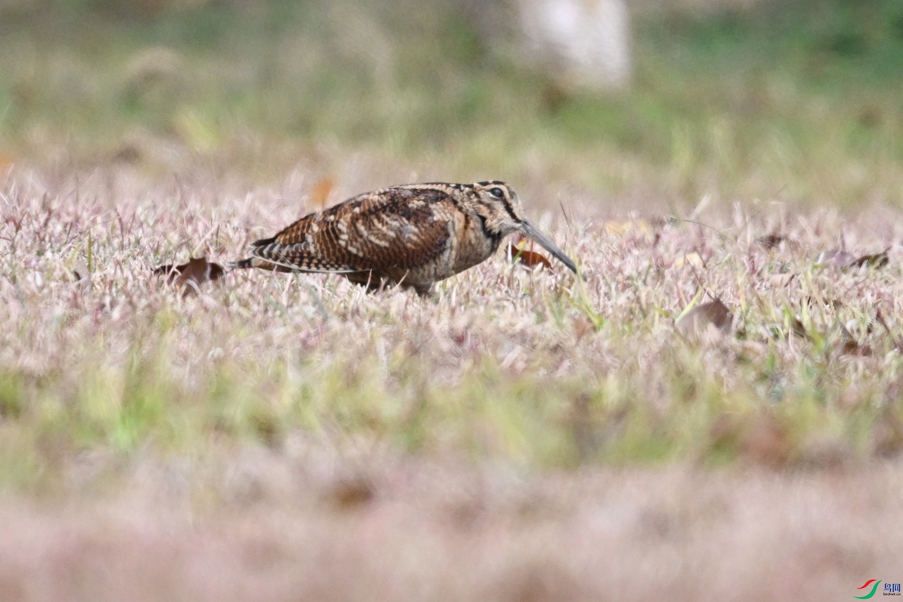 DSC_8334.JPG