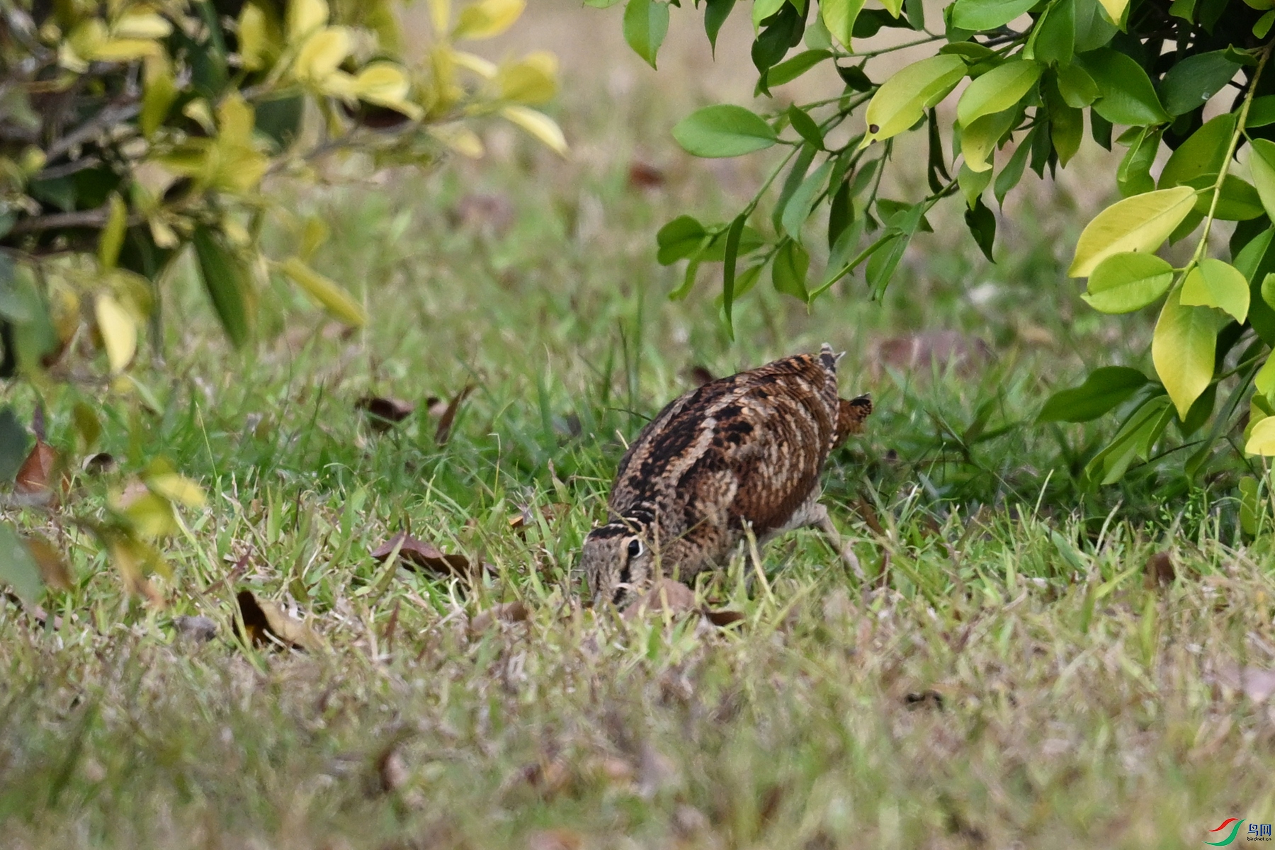 DSC_8373.JPG