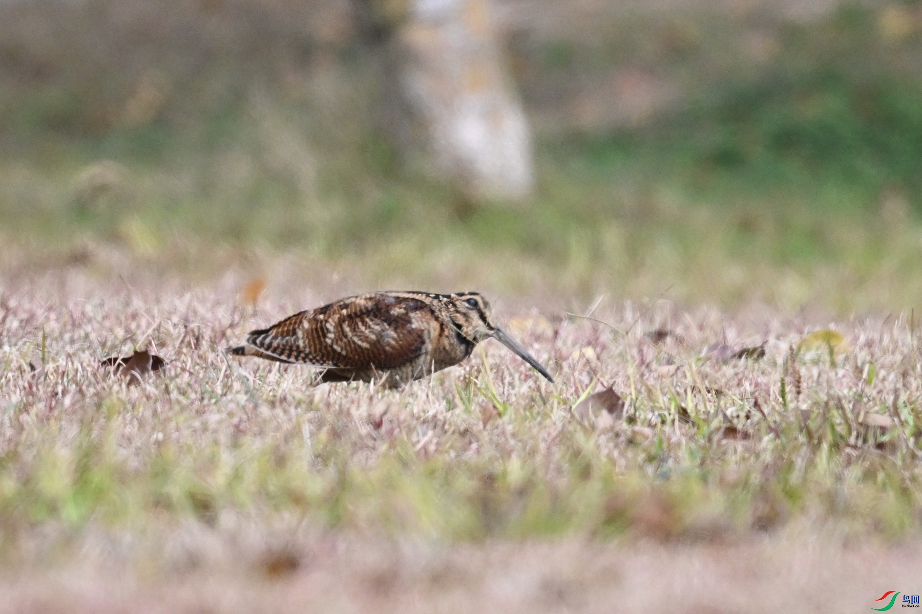 DSC_8335.JPG
